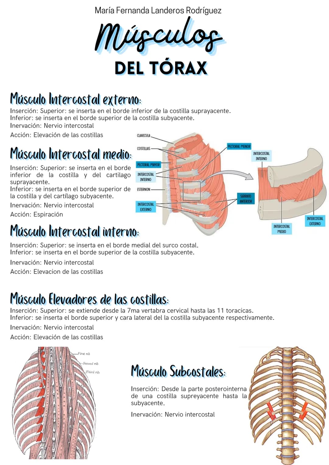 --- OCR Start ---
María Fernanda Landeros Rodríguez
Músculos
DEL TÓRAX
Músculo Intercostal externo:
Inserción: Superior: se inserta en el bo