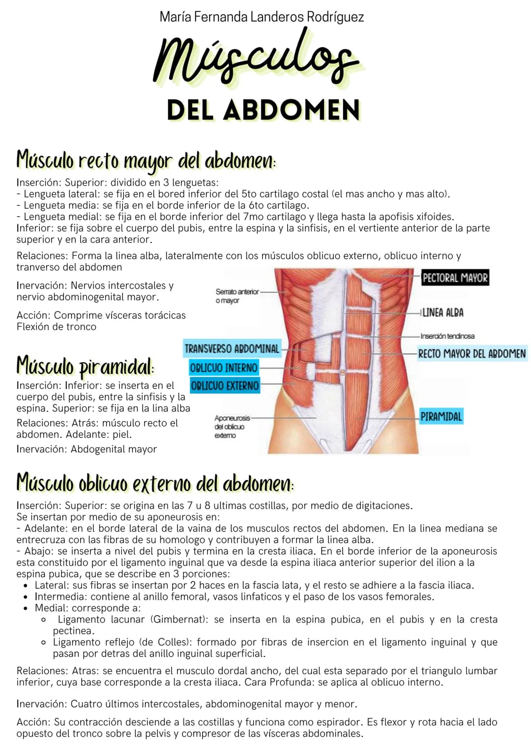 María Fernanda Landeros Rodríguez
Músculos
DEL ABDOMEN
Músculo recto mayor del abdomen:
Inserción: Superior: dividido en 3 lenguetas:
- Leng