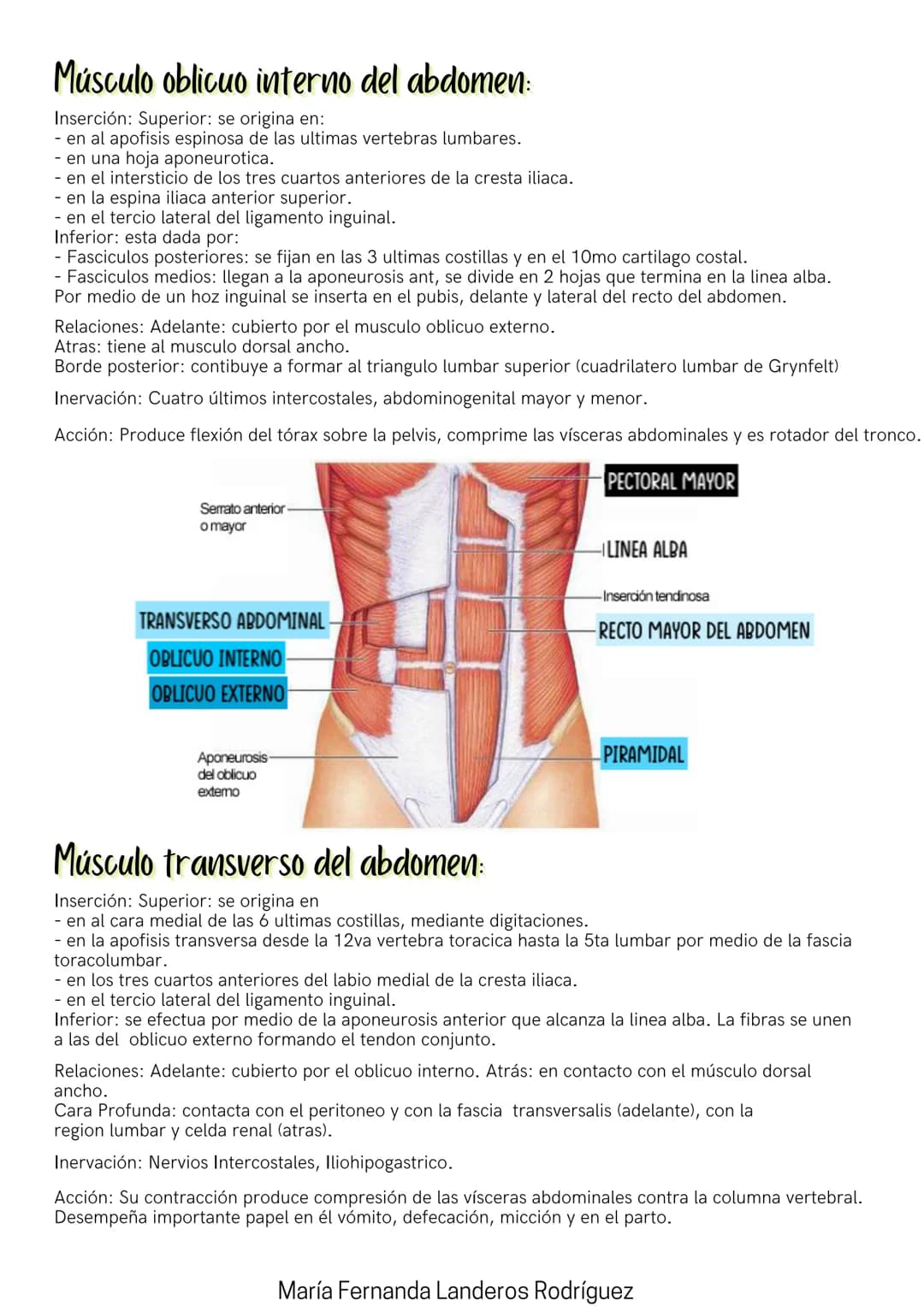 María Fernanda Landeros Rodríguez
Músculos
DEL ABDOMEN
Músculo recto mayor del abdomen:
Inserción: Superior: dividido en 3 lenguetas:
- Leng