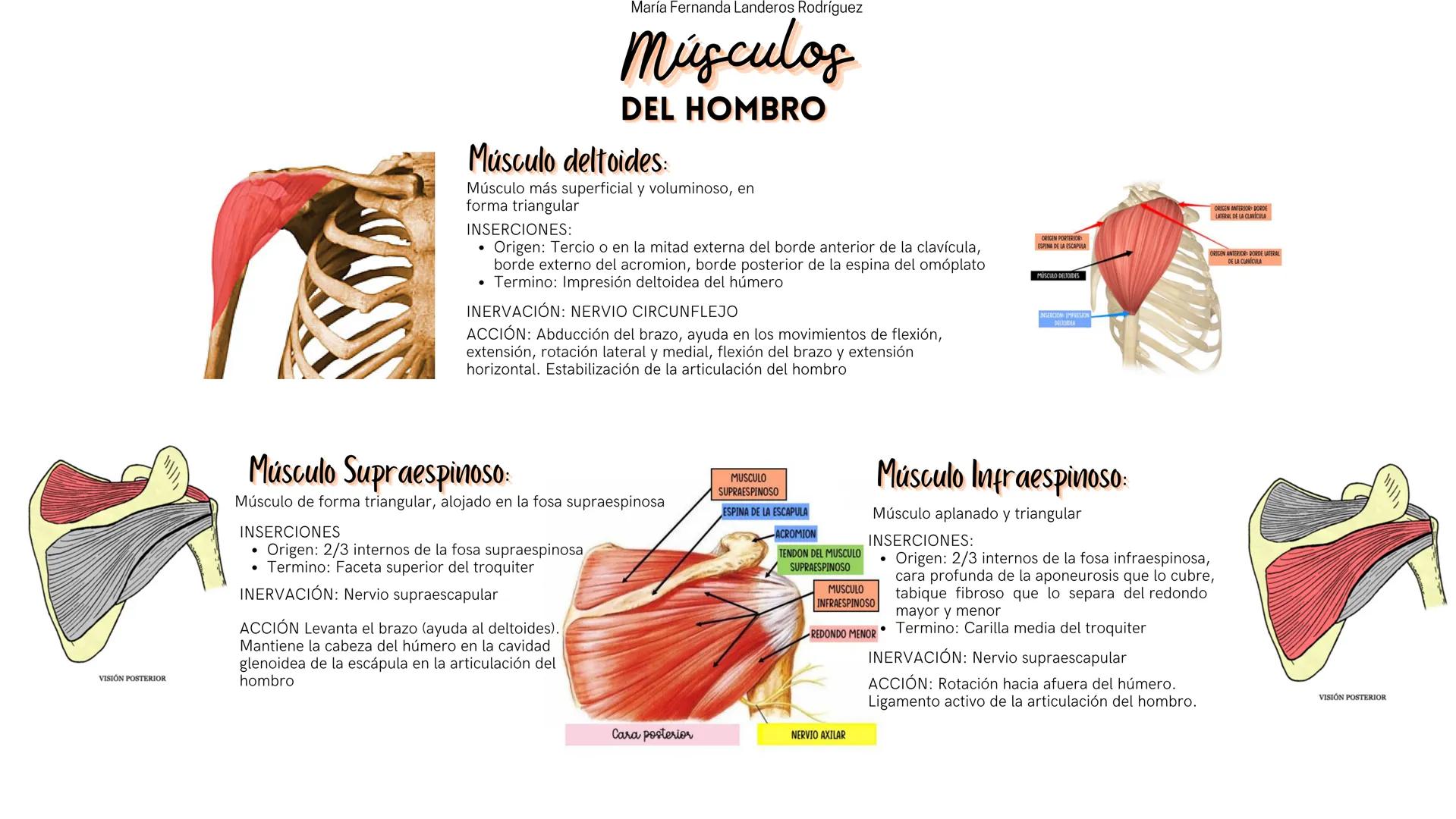 --- OCR Start ---
María Fernanda Landeros Rodríguez
Músculos
DEL HOMBRO
Músculo deltoides:
Músculo más superficial y voluminoso, en
forma tr