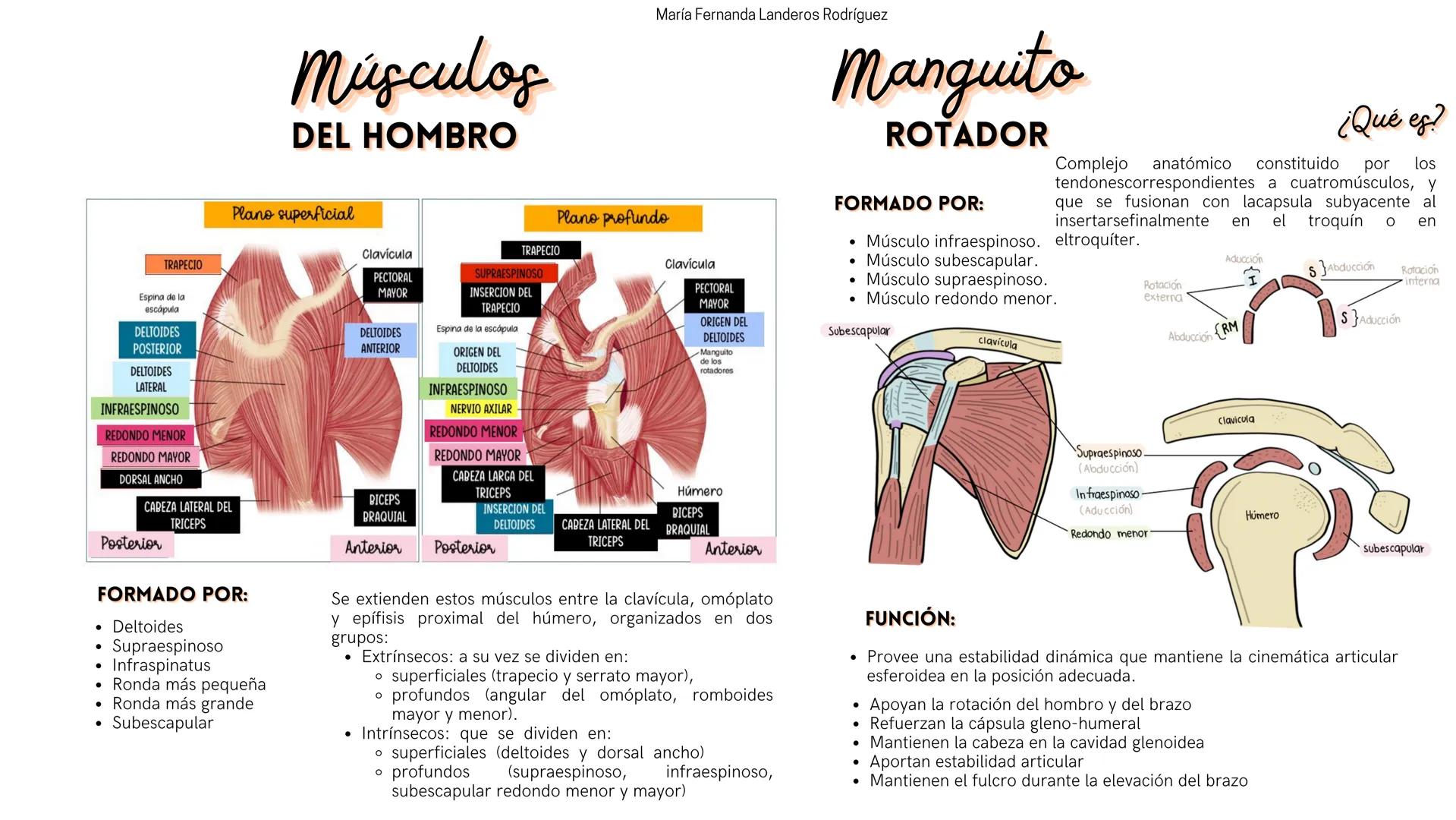 --- OCR Start ---
María Fernanda Landeros Rodríguez
Músculos
DEL HOMBRO
Músculo deltoides:
Músculo más superficial y voluminoso, en
forma tr