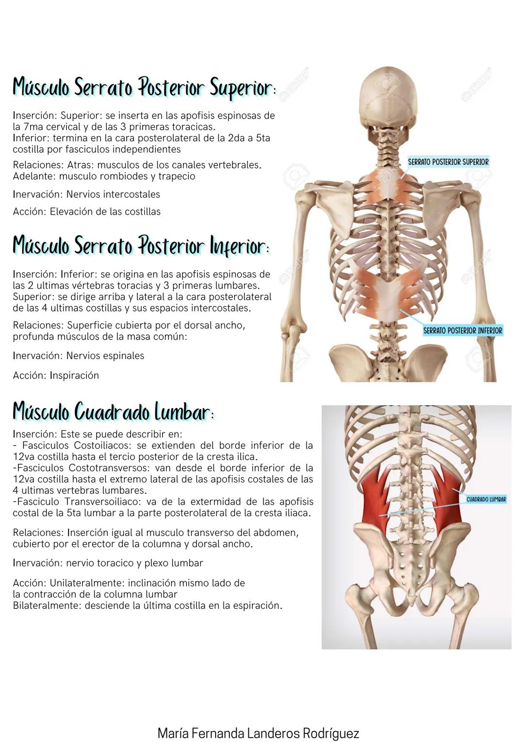María Fernanda Landeros Rodríguez
Músculos
DE LA ESPALDA
Músculo erector de la columna:
Inserción: Se origina en la region lumbrosacra: apof