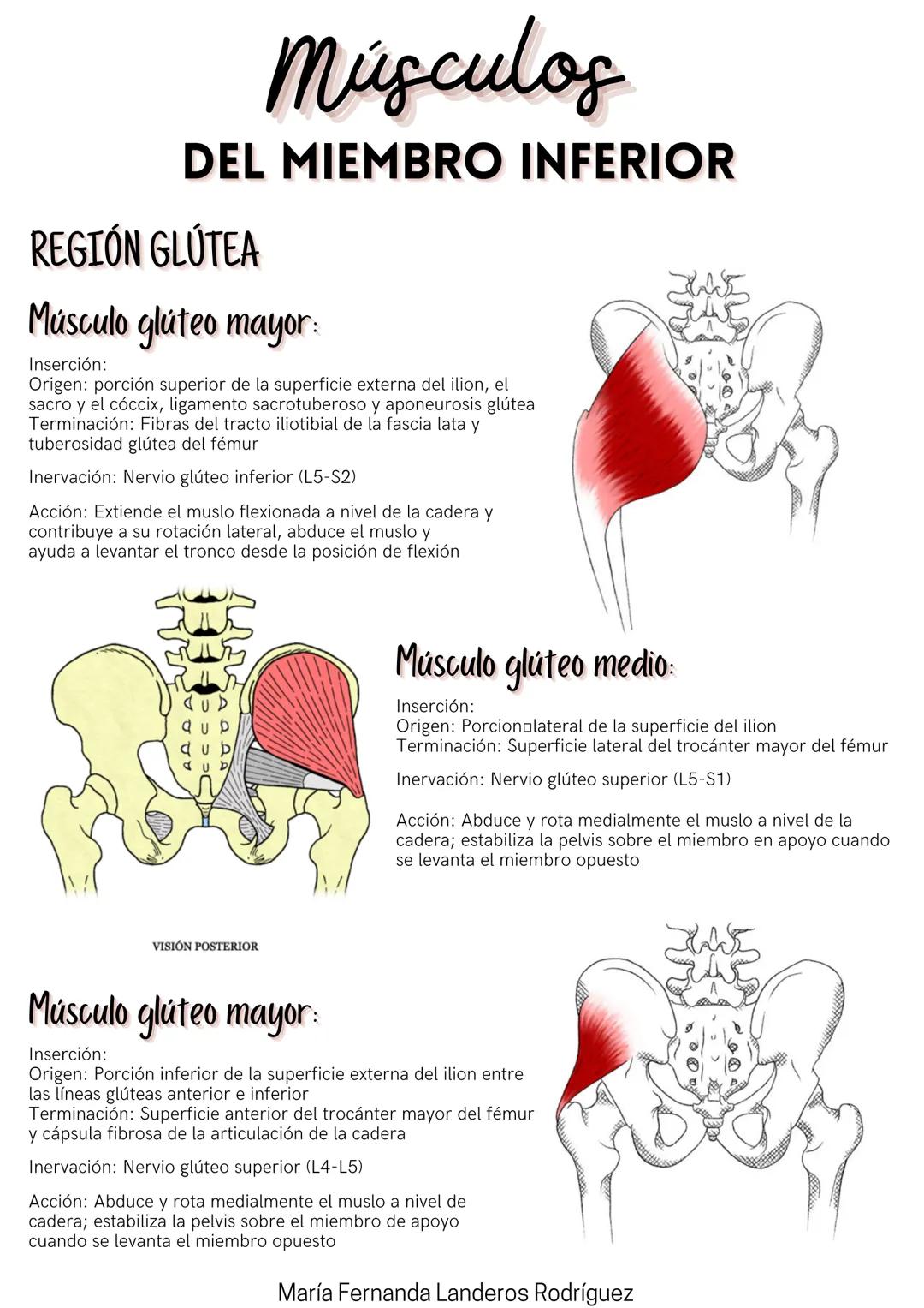 Músculos
DEL MIEMBRO INFERIOR
REGIÓN GLÚTEA
Músculo glúteo mayor:
Inserción:
Origen: porción superior de la superficie externa del ilion, el