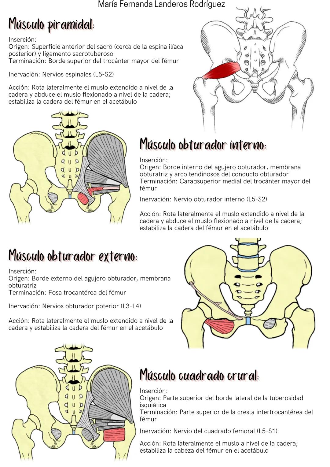 Músculos
DEL MIEMBRO INFERIOR
REGIÓN GLÚTEA
Músculo glúteo mayor:
Inserción:
Origen: porción superior de la superficie externa del ilion, el