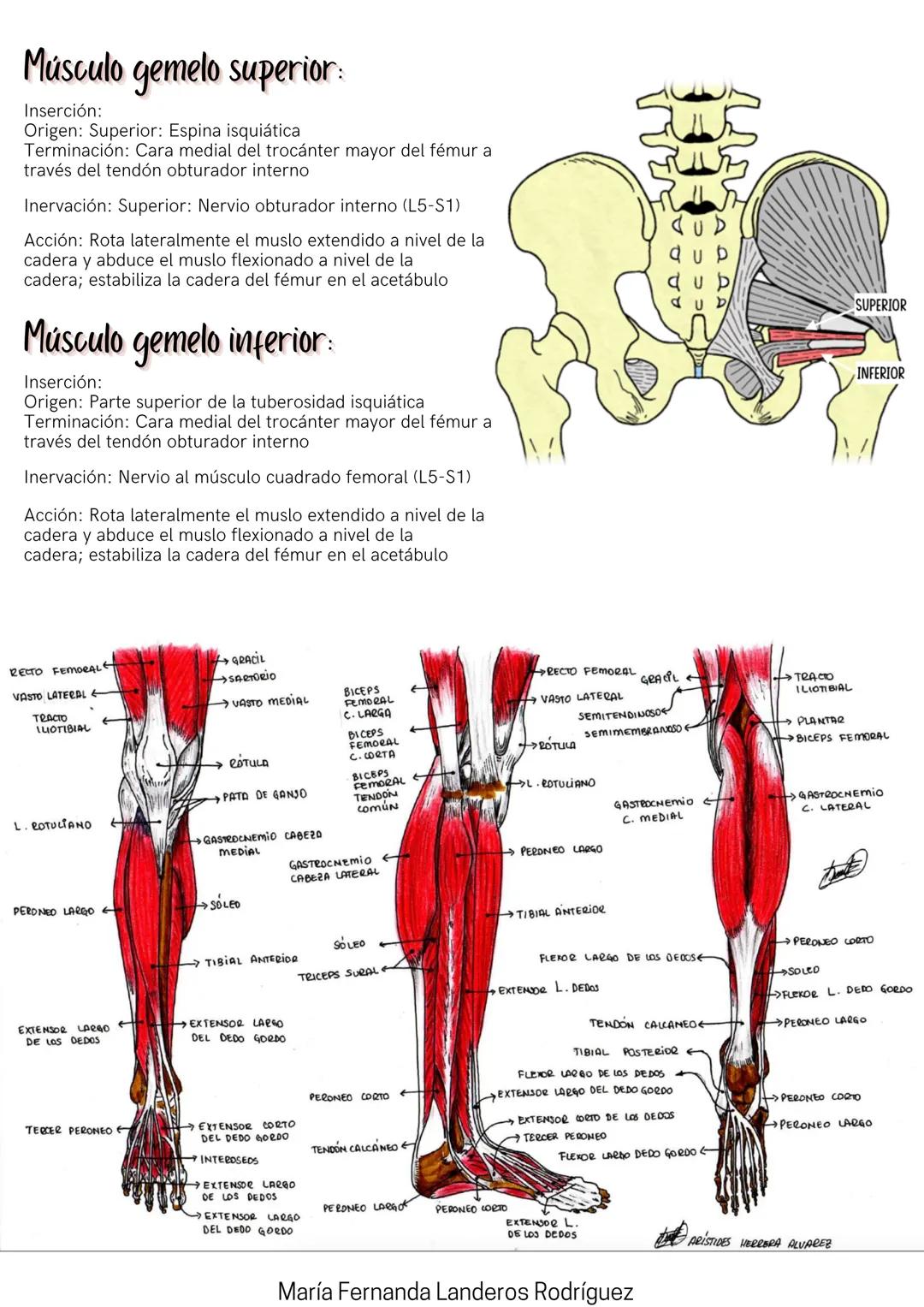 Músculos
DEL MIEMBRO INFERIOR
REGIÓN GLÚTEA
Músculo glúteo mayor:
Inserción:
Origen: porción superior de la superficie externa del ilion, el