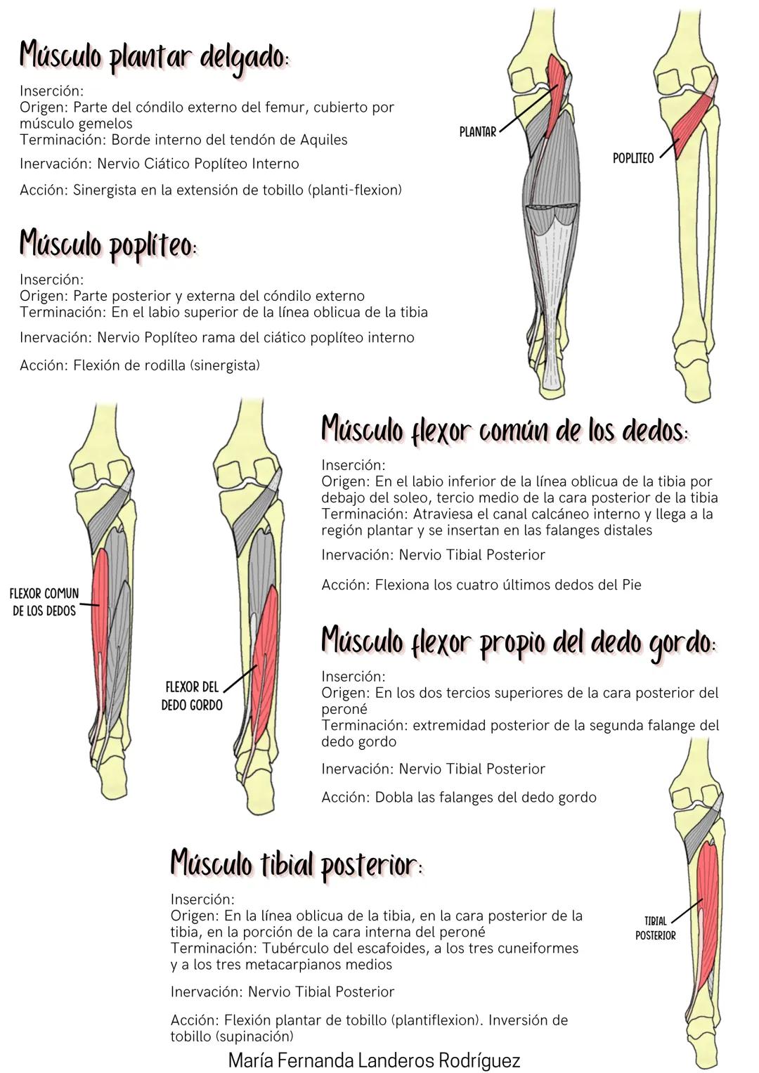 Músculos
DEL MIEMBRO INFERIOR
REGIÓN GLÚTEA
Músculo glúteo mayor:
Inserción:
Origen: porción superior de la superficie externa del ilion, el