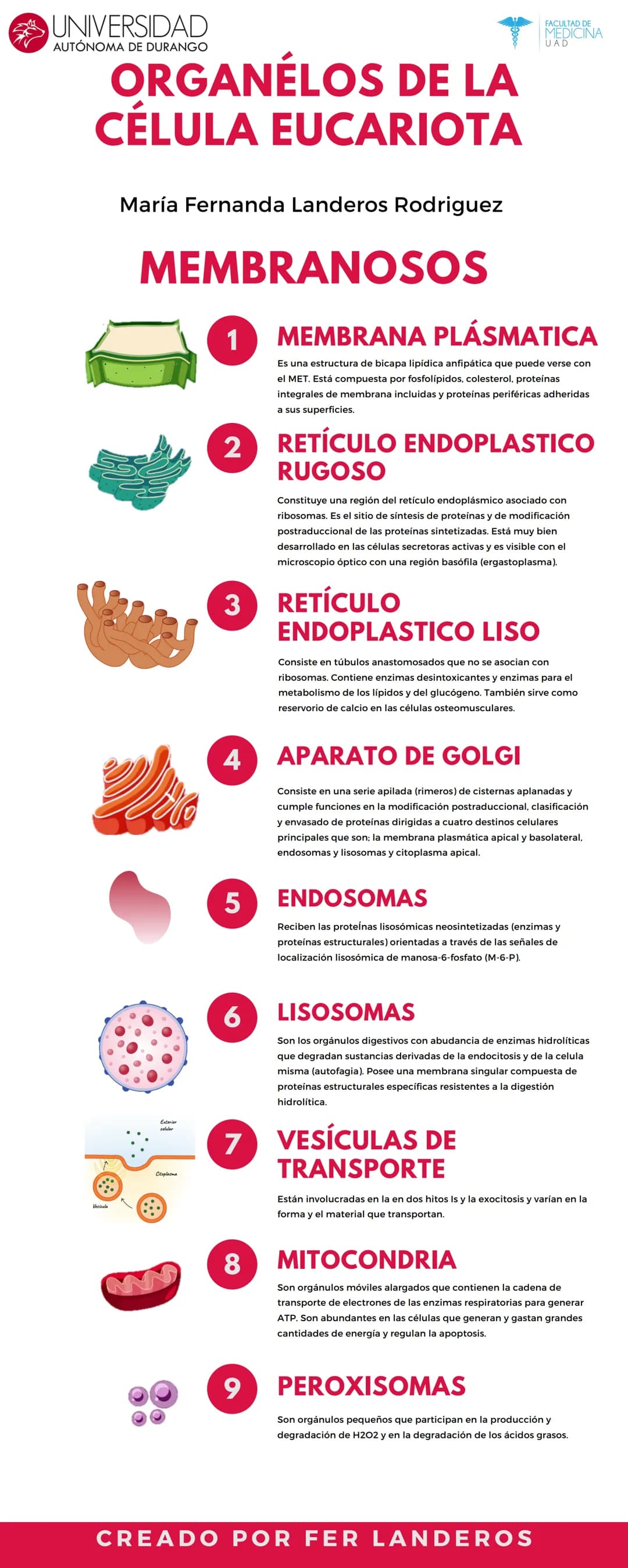 UNIVERSIDAD
AUTÓNOMA DE DURANGO
ORGANÉLOS DE LA
CÉLULA EUCARIOTA
María Fernanda Landeros Rodriguez
MEMBRANOSOS
1 MEMBRANA PLÁSMATICA
Es una