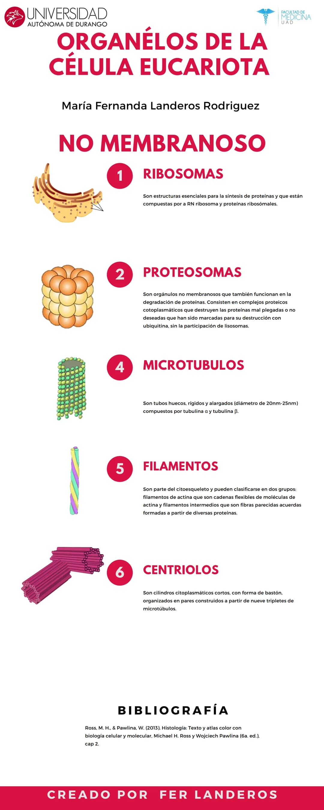 UNIVERSIDAD
AUTÓNOMA DE DURANGO
ORGANÉLOS DE LA
CÉLULA EUCARIOTA
María Fernanda Landeros Rodriguez
MEMBRANOSOS
1 MEMBRANA PLÁSMATICA
Es una