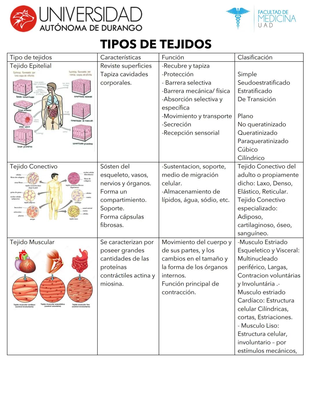--- OCR Start ---
UNIVERSIDAD
AUTÓNOMA DE DURANGO
Tipo de tejidos
Tejido Epitelial
TIPOS DE TEJIDOS
Características
Reviste superficies
Tapi
