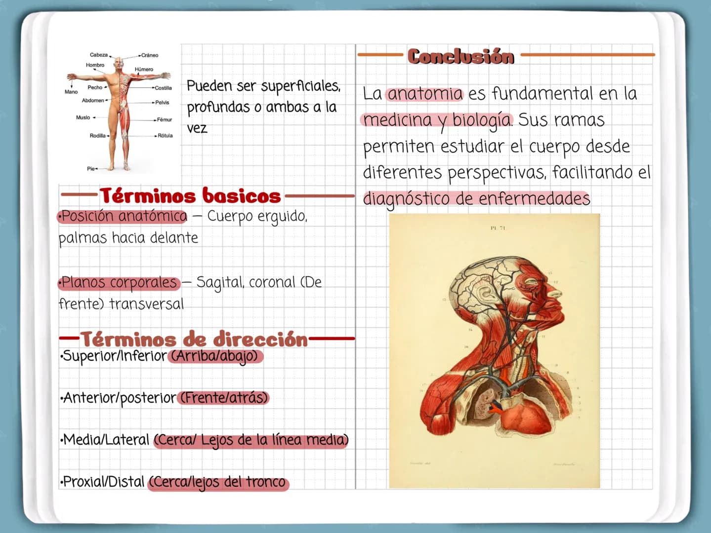 Anatomía
La anatomía es la ciencia que estudia la
estructura del cuerpo humano, esta
anatomía se divide en varias ramas
•Anatomia Macroscopi