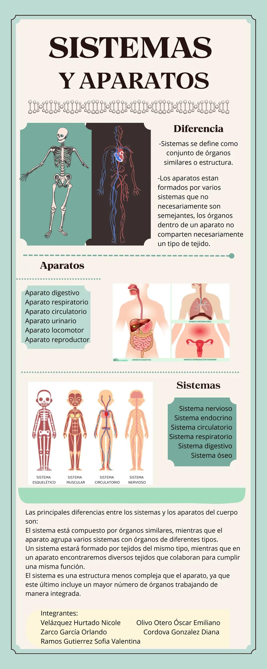 SISTEMAS
Y APARATOS
Aparatos
Aparato digestivo
Aparato respiratorio
Aparato circulatorio
Aparato urinario
Aparato locomotor
Aparato reproduc