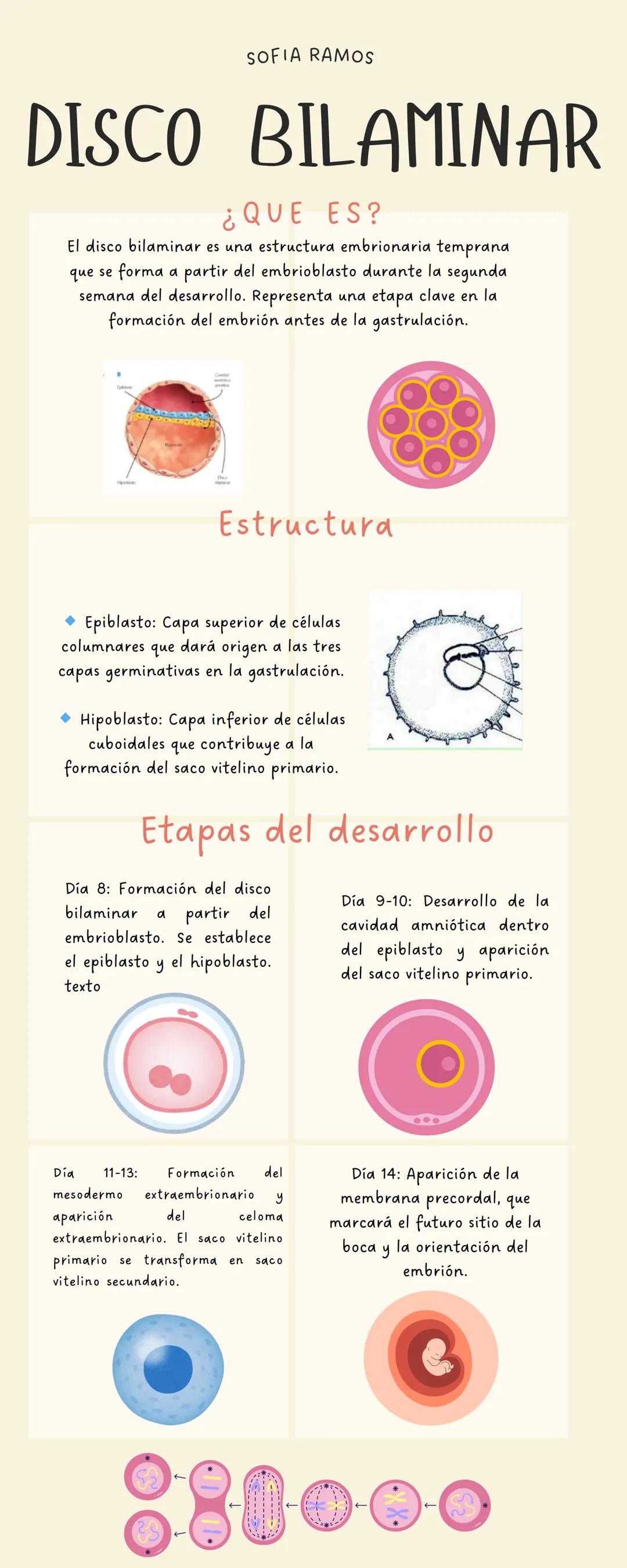 SOFIA RAMOS
DISCO BILAMINAR
¿QUE ES?
El disco bilaminar es una estructura embrionaria temprana
que se forma a partir del embrioblasto durant