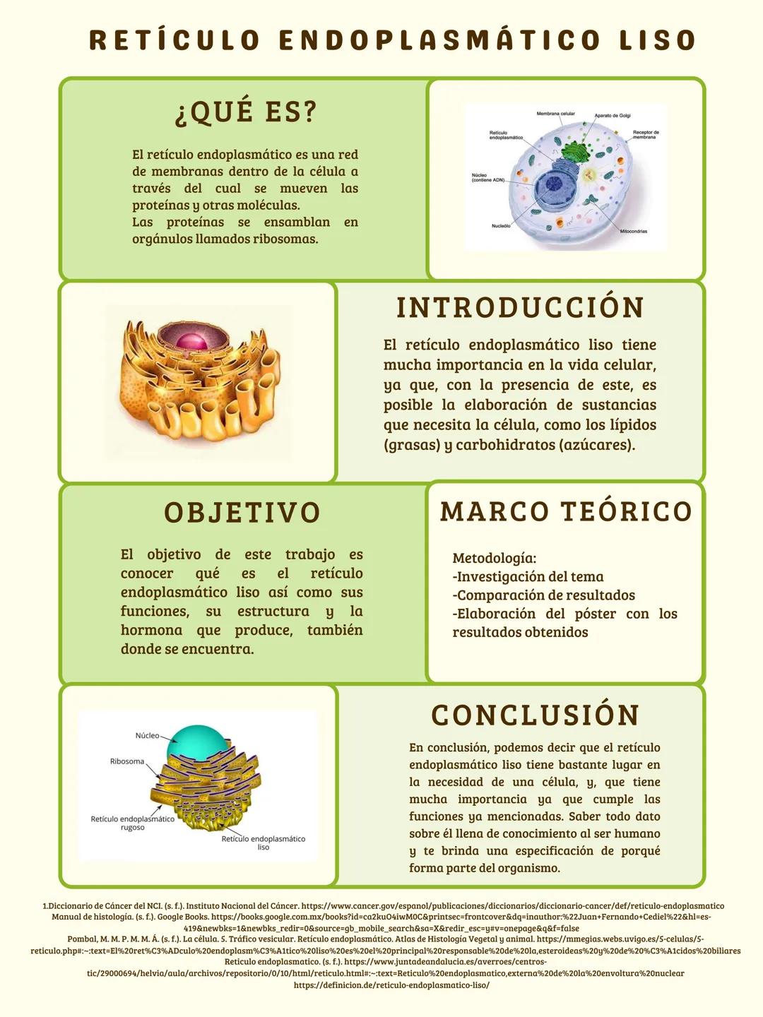 RETÍCULO ENDOPLASMÁTICO LISO
¿QUÉ ES?
El retículo endoplasmático es una red
de membranas dentro de la célula a
través del cual se mueven las