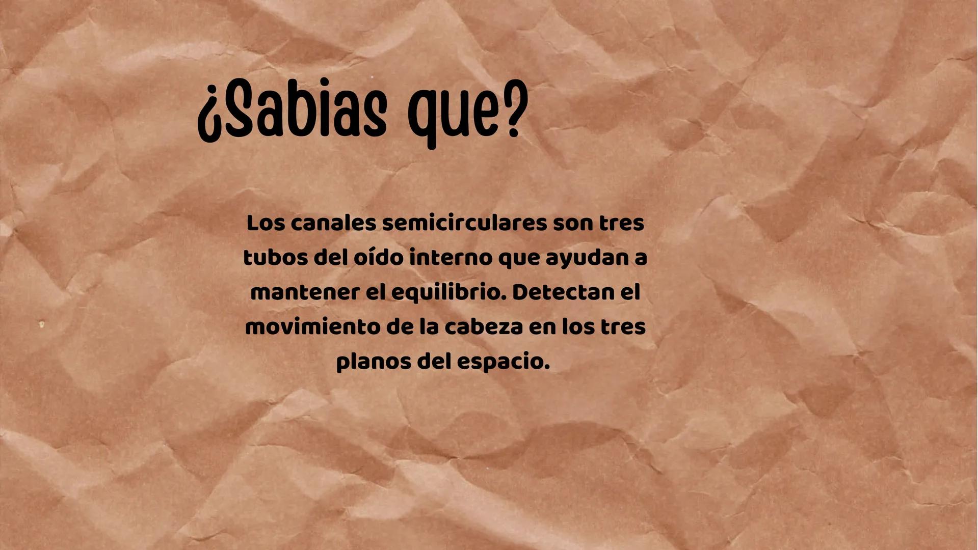 # UN VISTAZO AL
# INTERIOR
2-AMPU Índice
1
Anatomía
1
2
Fisiología
• Segmentos anatómicos
• Posición anatómica
• Planos anatómicos • Impor