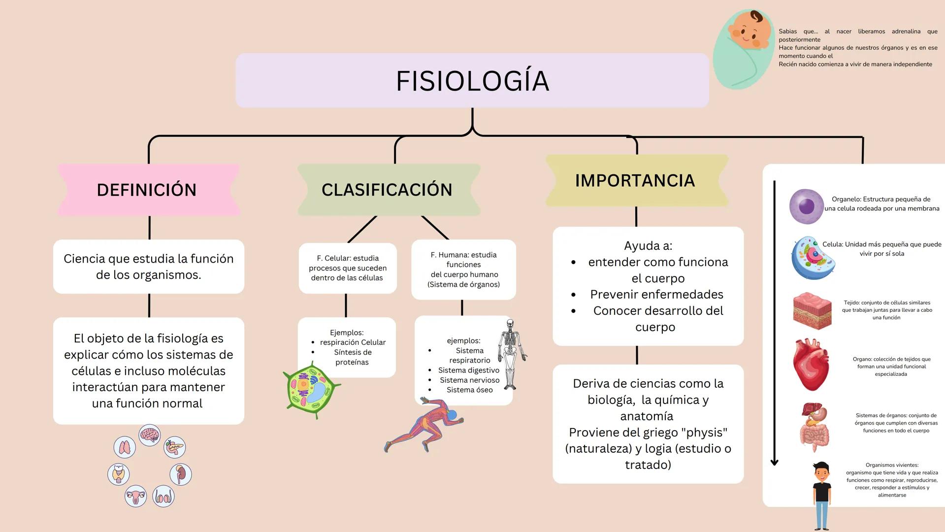 # UN VISTAZO AL
# INTERIOR
2-AMPU Índice
1
Anatomía
1
2
Fisiología
• Segmentos anatómicos
• Posición anatómica
• Planos anatómicos • Impor