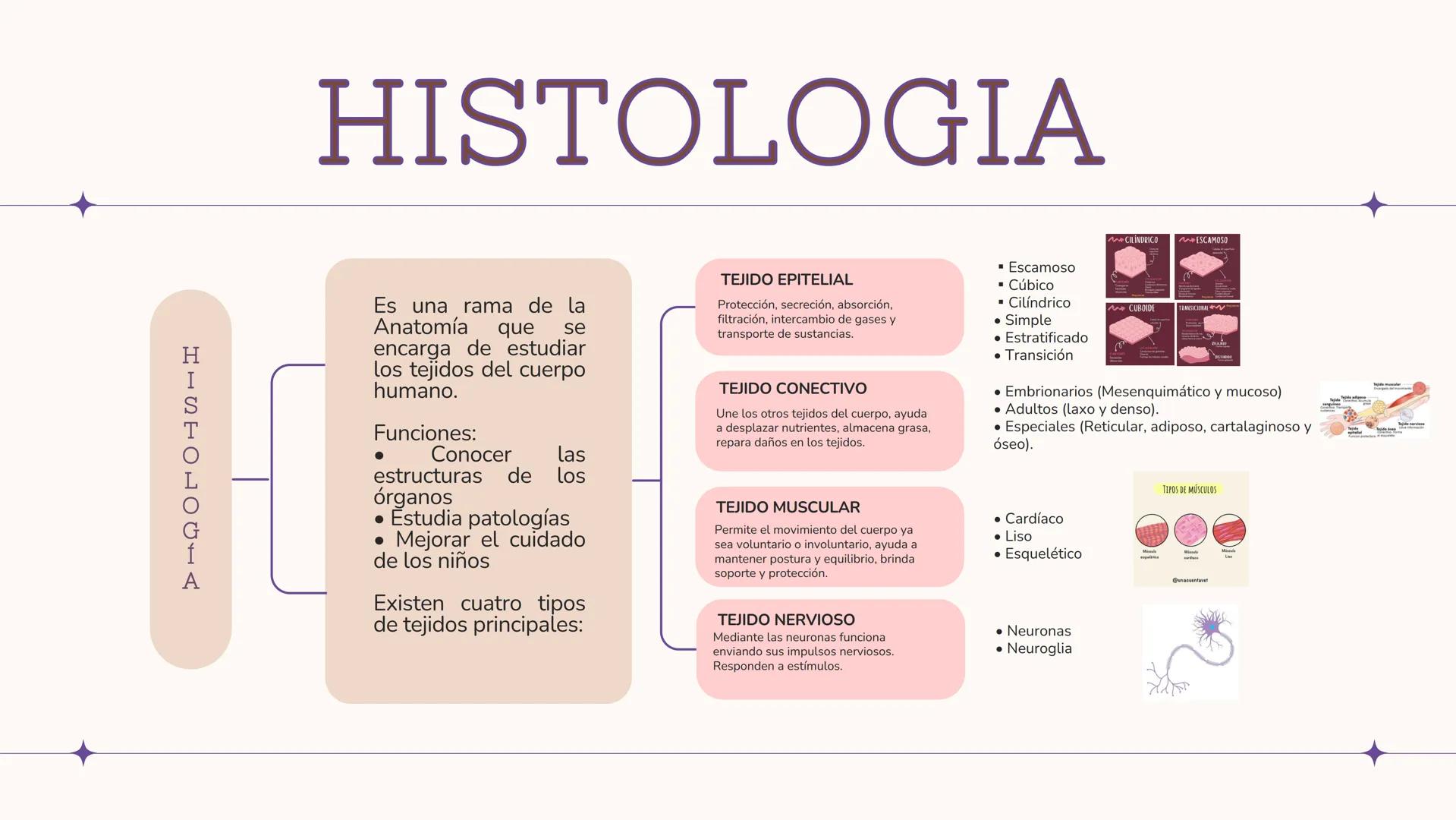 # UN VISTAZO AL
# INTERIOR
2-AMPU Índice
1
Anatomía
1
2
Fisiología
• Segmentos anatómicos
• Posición anatómica
• Planos anatómicos • Impor