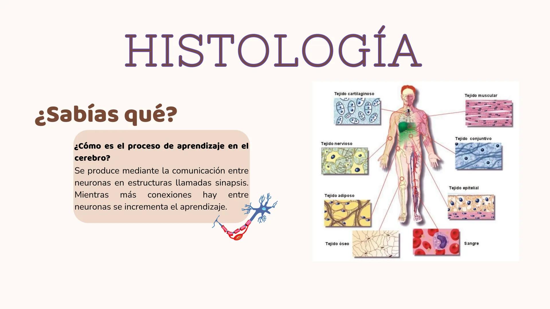 # UN VISTAZO AL
# INTERIOR
2-AMPU Índice
1
Anatomía
1
2
Fisiología
• Segmentos anatómicos
• Posición anatómica
• Planos anatómicos • Impor