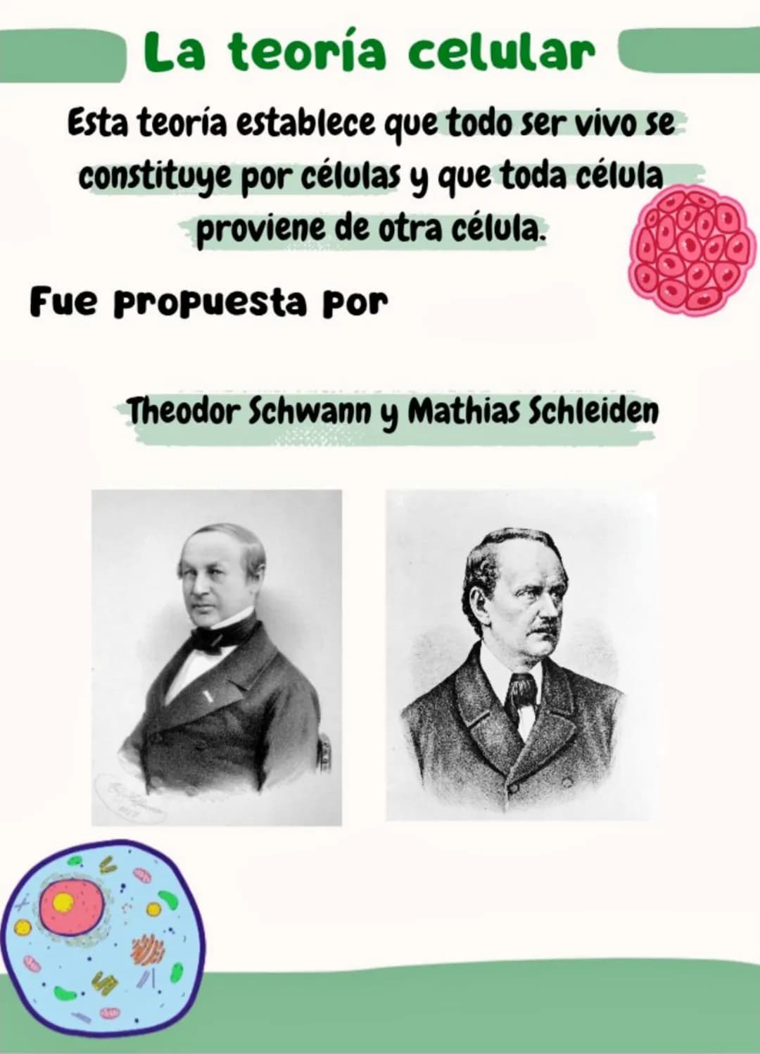 La teoría celular
Esta teoría establece que todo ser vivo se
constituye por células y que toda célula
proviene de otra célula.
Fue propuesta