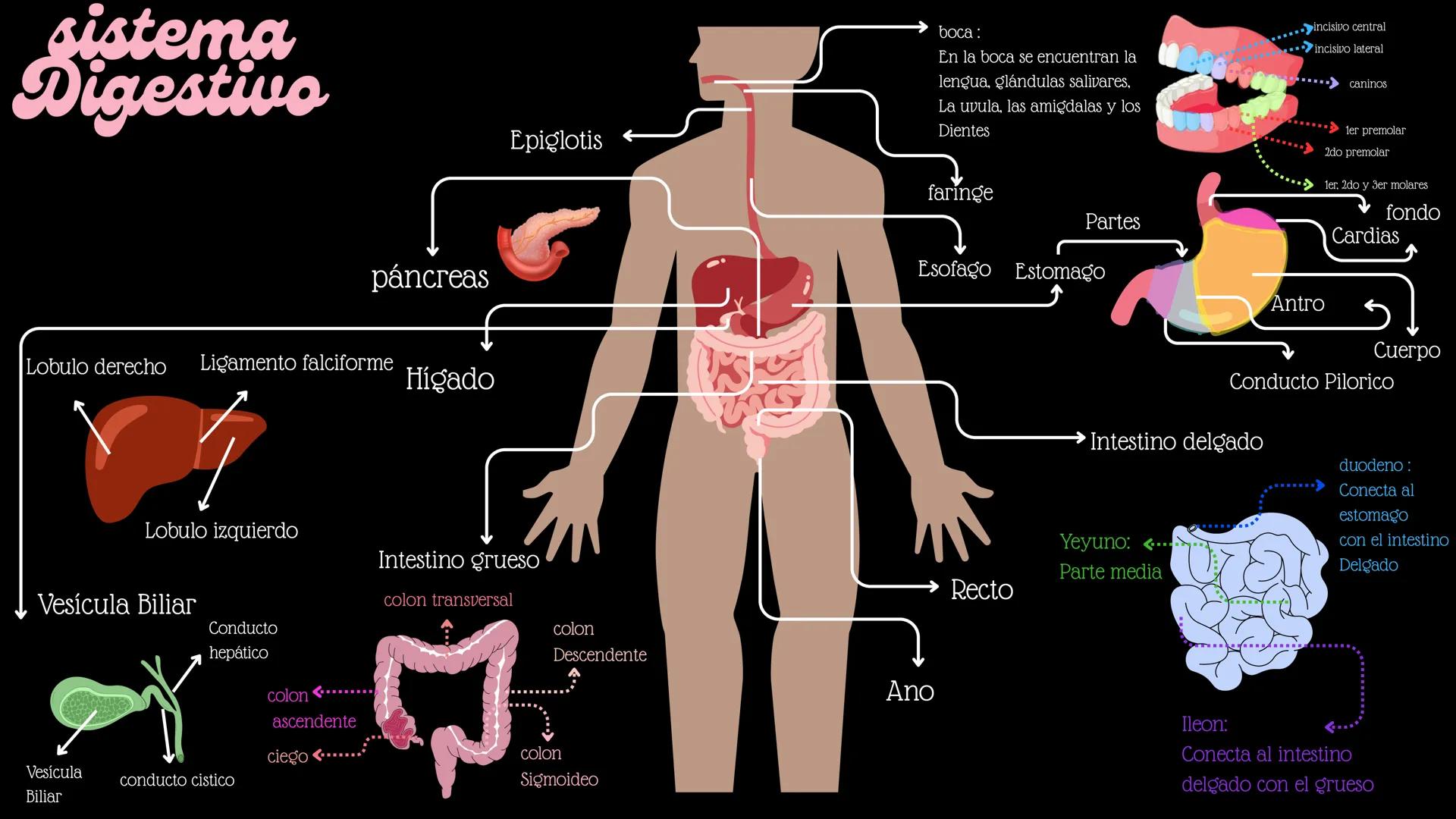 sistema
Digestivo
páncreas
Lobulo derecho Ligamento falciforme
Hígado
boca:
incisivo central
incisivo lateral
En la boca se encuentran la ca