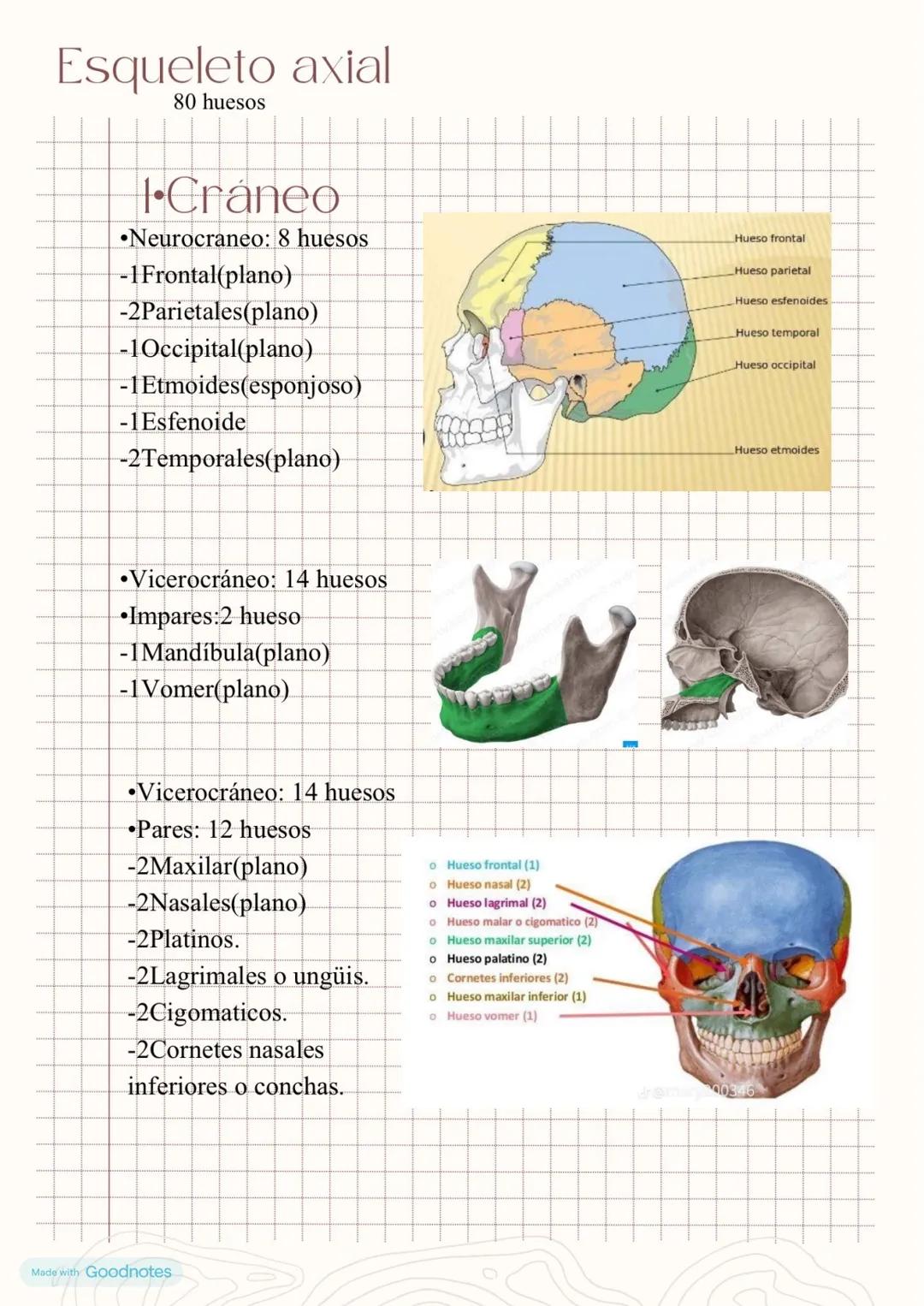 Esqueleto axial
80 huesos
I-Cráneo
•Neurocraneo: 8 huesos
-1Frontal(plano)
-2Parietales(plano)
-1Occipital(plano)
-1Etmoides(esponjoso)
-1Es