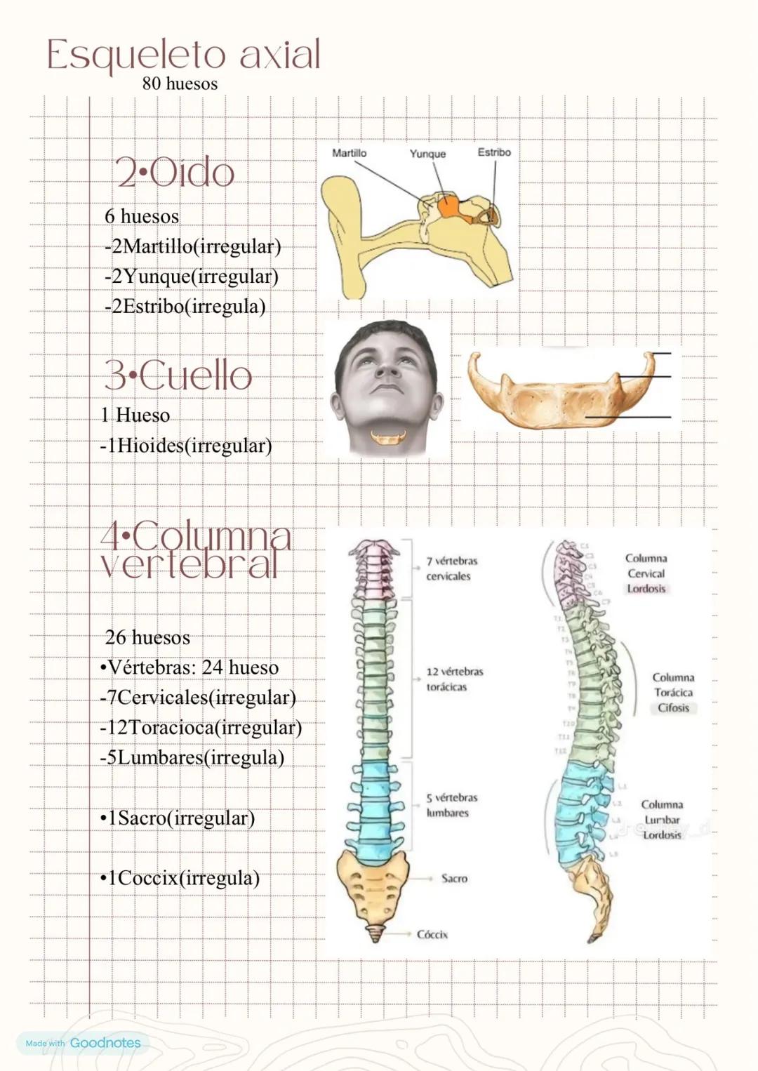 Esqueleto axial
80 huesos
I-Cráneo
•Neurocraneo: 8 huesos
-1Frontal(plano)
-2Parietales(plano)
-1Occipital(plano)
-1Etmoides(esponjoso)
-1Es