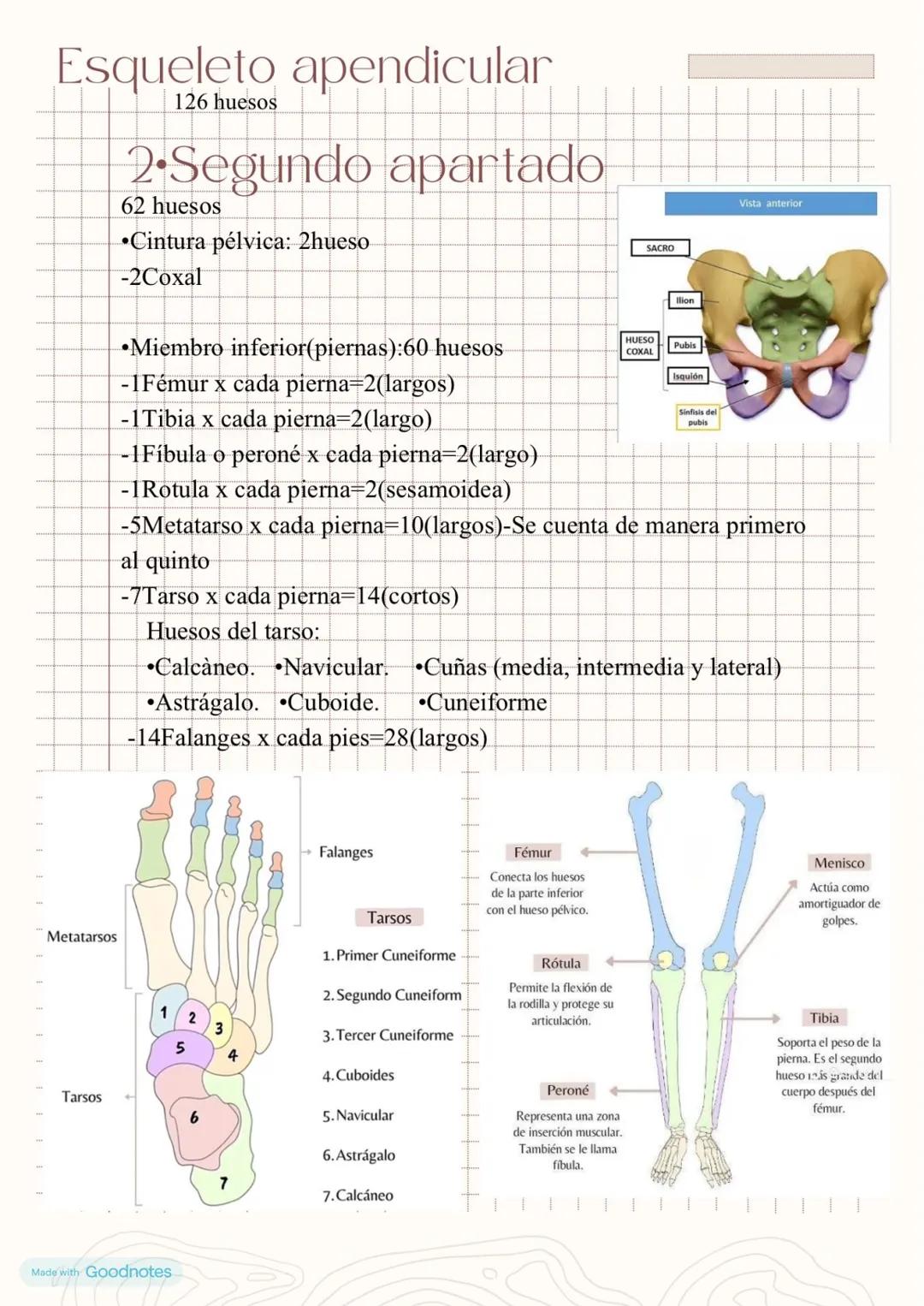 Esqueleto axial
80 huesos
I-Cráneo
•Neurocraneo: 8 huesos
-1Frontal(plano)
-2Parietales(plano)
-1Occipital(plano)
-1Etmoides(esponjoso)
-1Es