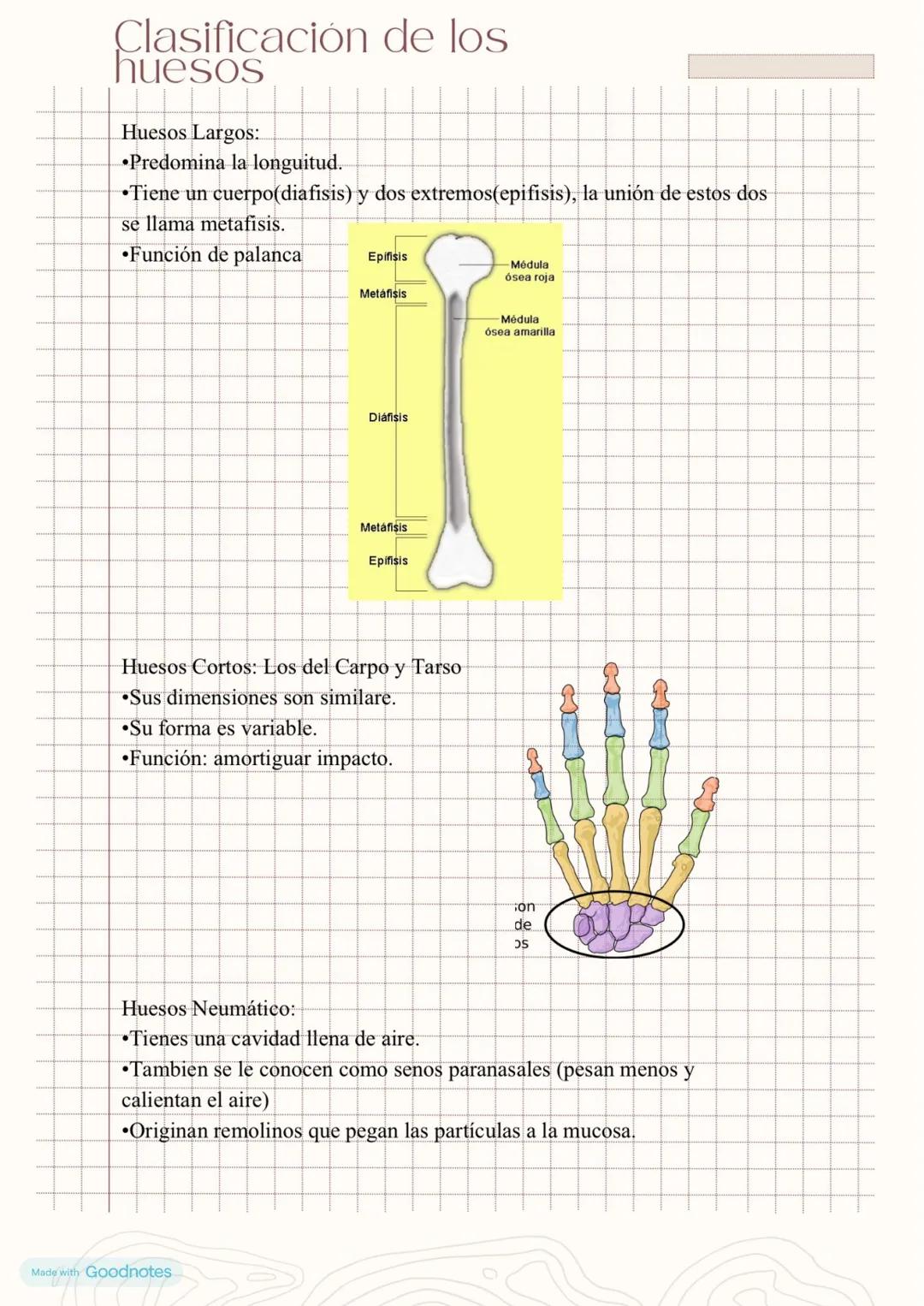 Esqueleto axial
80 huesos
I-Cráneo
•Neurocraneo: 8 huesos
-1Frontal(plano)
-2Parietales(plano)
-1Occipital(plano)
-1Etmoides(esponjoso)
-1Es