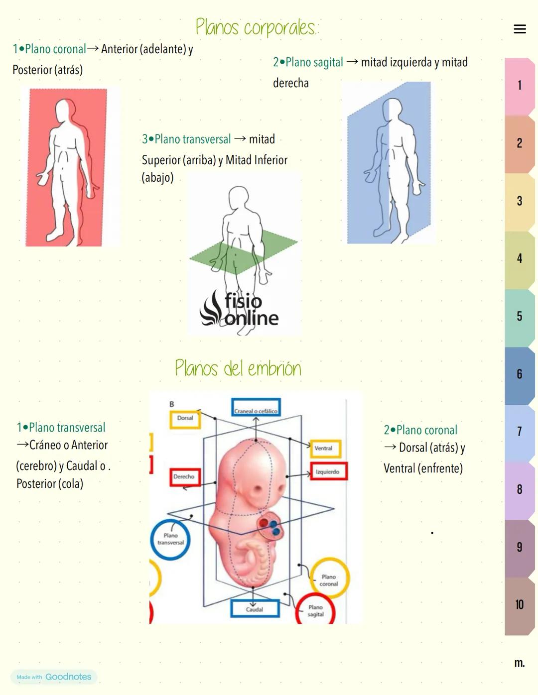 ## Planos corporales:
1•Plano coronal → Anterior (adelante) y
Posterior (atrás)
2•Plano sagital → mitad izquierda y mitad
derecha
3•Plano