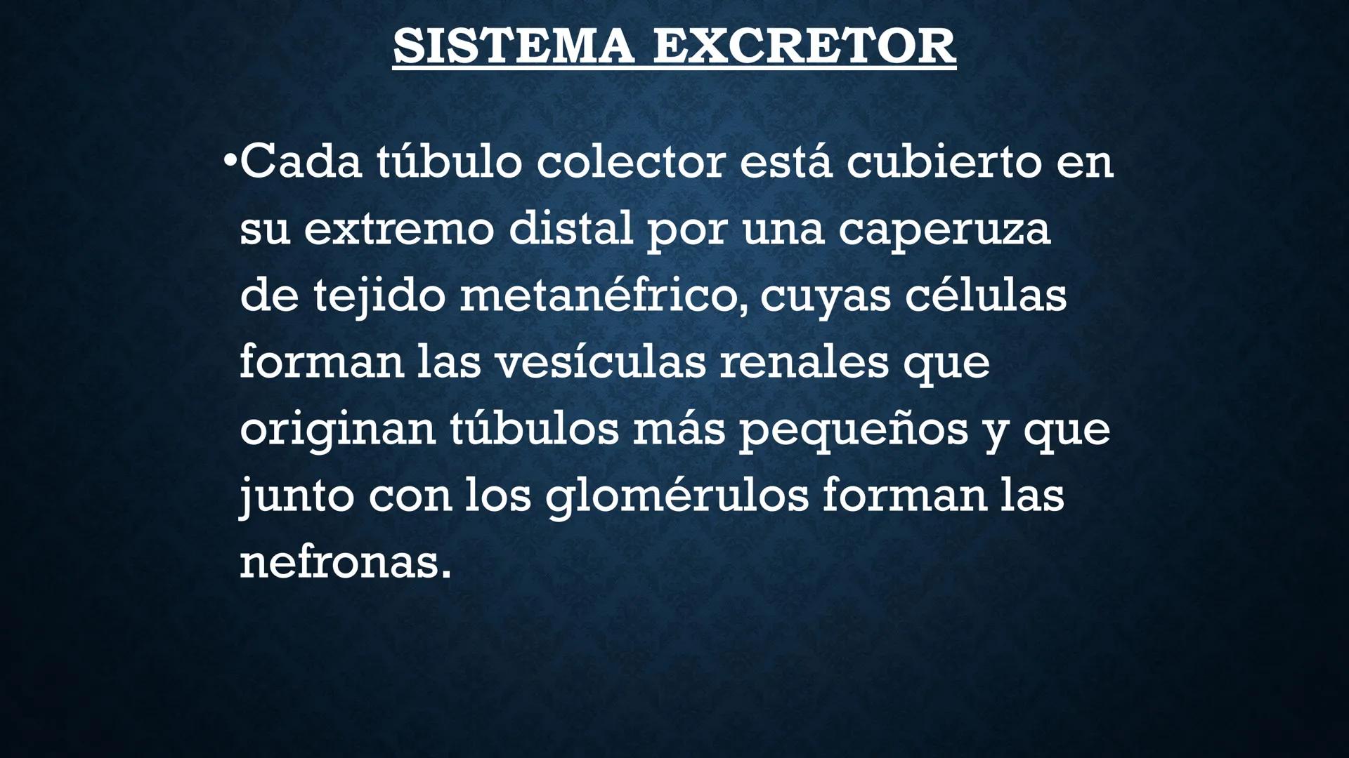 # ANATOMÍA Y FISIOLOGÍA
# RENAL
Dra. Lisek Herrera Utrera SISTEMA RENAL
•El aparato urinario o excretor es un
conjunto de órganos encargados