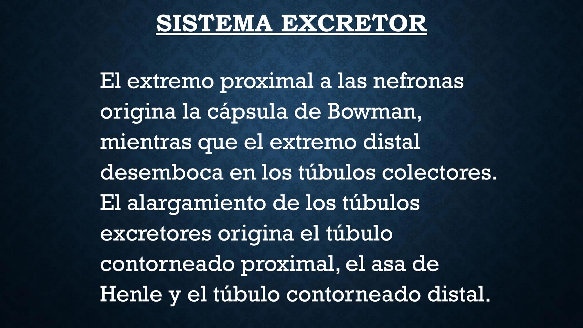 # ANATOMÍA Y FISIOLOGÍA
# RENAL
Dra. Lisek Herrera Utrera SISTEMA RENAL
•El aparato urinario o excretor es un
conjunto de órganos encargados