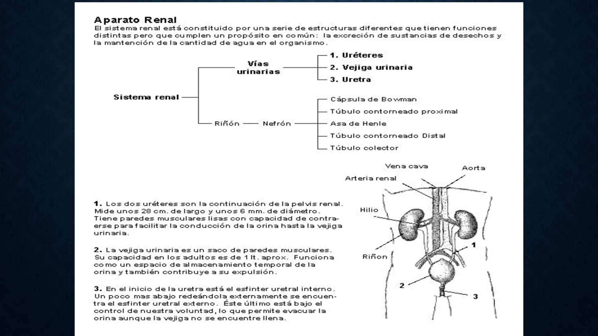 # ANATOMÍA Y FISIOLOGÍA
# RENAL
Dra. Lisek Herrera Utrera SISTEMA RENAL
•El aparato urinario o excretor es un
conjunto de órganos encargados
