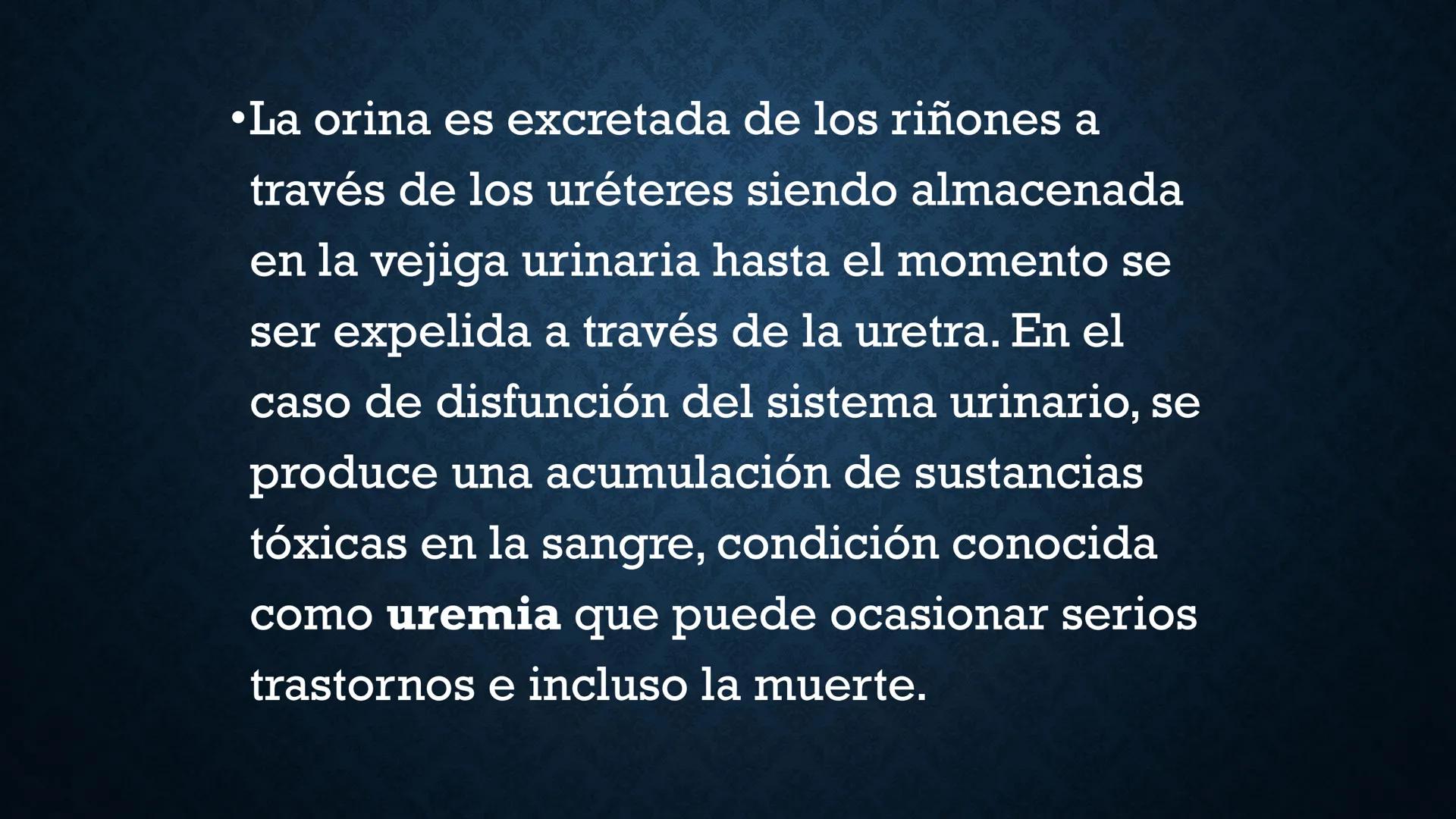 # ANATOMÍA Y FISIOLOGÍA
# RENAL
Dra. Lisek Herrera Utrera SISTEMA RENAL
•El aparato urinario o excretor es un
conjunto de órganos encargados