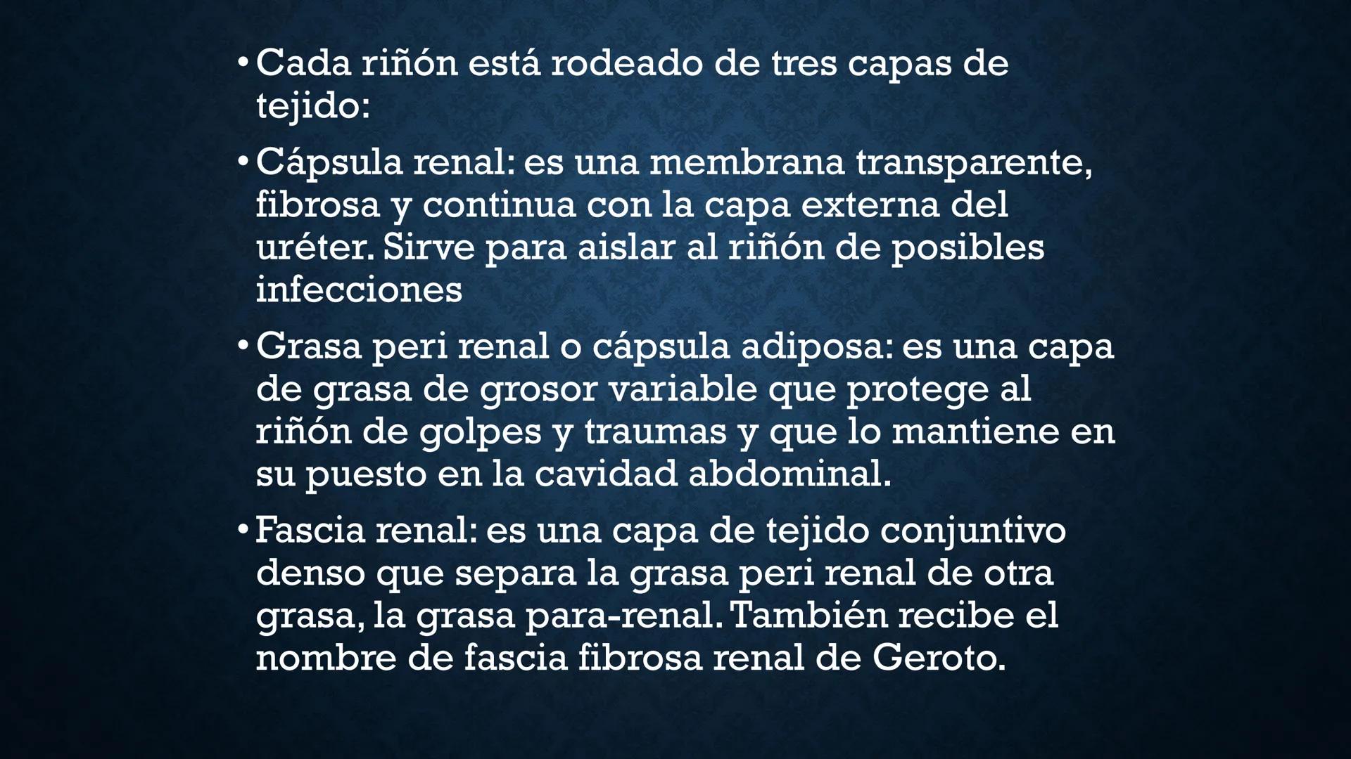 # ANATOMÍA Y FISIOLOGÍA
# RENAL
Dra. Lisek Herrera Utrera SISTEMA RENAL
•El aparato urinario o excretor es un
conjunto de órganos encargados