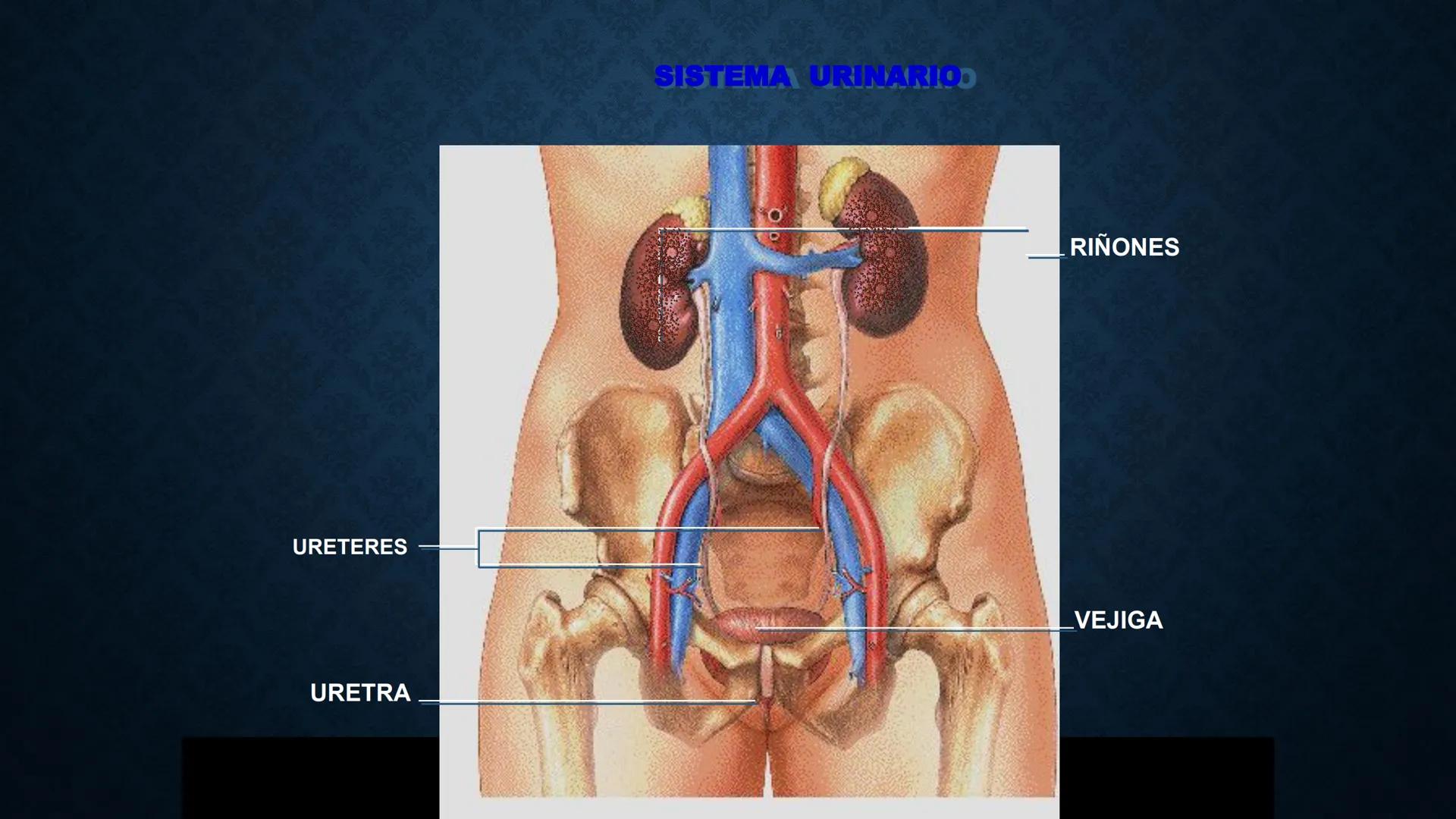 # ANATOMÍA Y FISIOLOGÍA
# RENAL
Dra. Lisek Herrera Utrera SISTEMA RENAL
•El aparato urinario o excretor es un
conjunto de órganos encargados