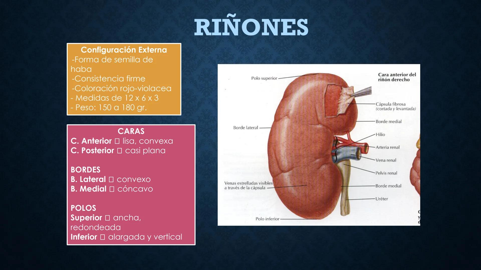 # ANATOMÍA Y FISIOLOGÍA
# RENAL
Dra. Lisek Herrera Utrera SISTEMA RENAL
•El aparato urinario o excretor es un
conjunto de órganos encargados