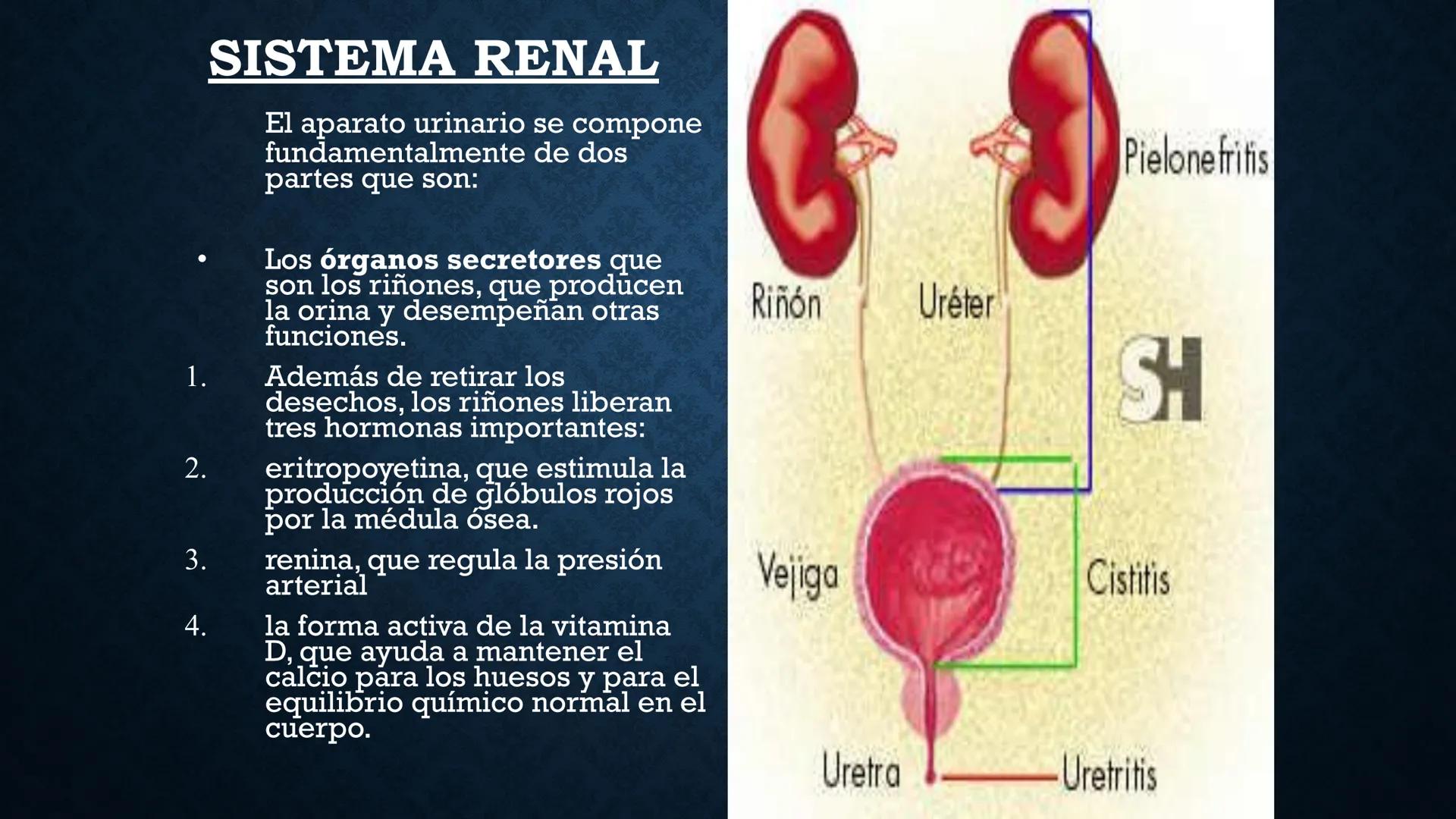 # ANATOMÍA Y FISIOLOGÍA
# RENAL
Dra. Lisek Herrera Utrera SISTEMA RENAL
•El aparato urinario o excretor es un
conjunto de órganos encargados