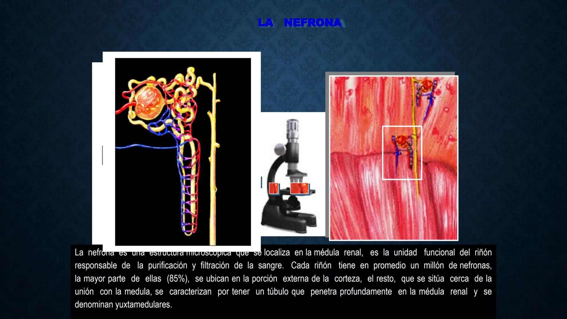 # ANATOMÍA Y FISIOLOGÍA
# RENAL
Dra. Lisek Herrera Utrera SISTEMA RENAL
•El aparato urinario o excretor es un
conjunto de órganos encargados