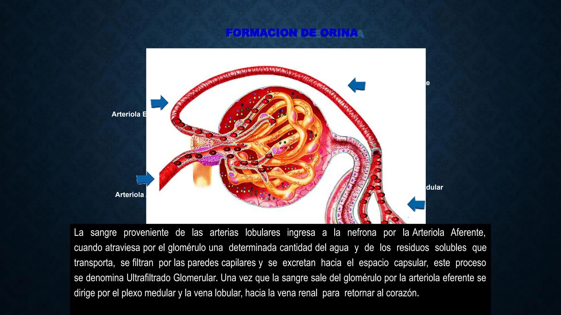 # ANATOMÍA Y FISIOLOGÍA
# RENAL
Dra. Lisek Herrera Utrera SISTEMA RENAL
•El aparato urinario o excretor es un
conjunto de órganos encargados