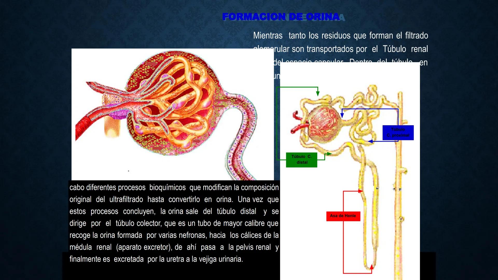 # ANATOMÍA Y FISIOLOGÍA
# RENAL
Dra. Lisek Herrera Utrera SISTEMA RENAL
•El aparato urinario o excretor es un
conjunto de órganos encargados