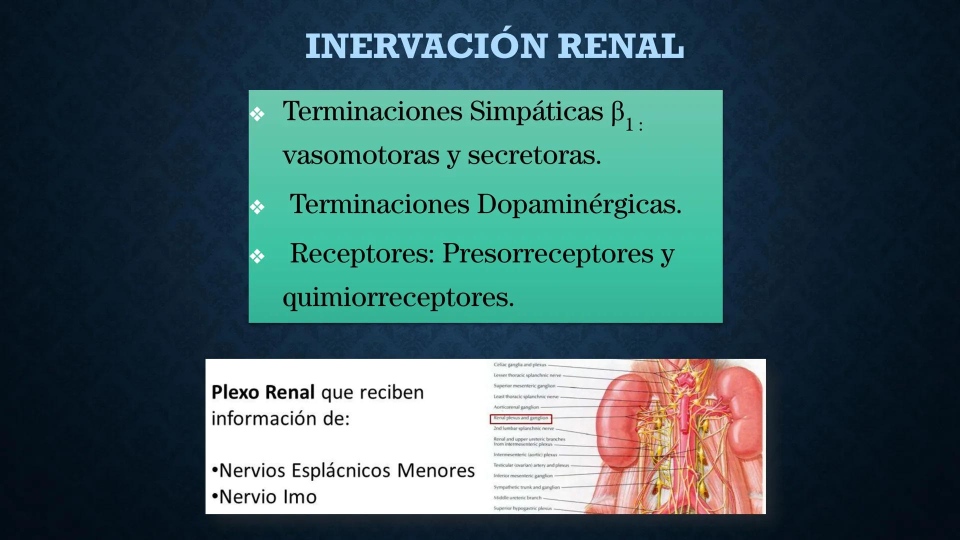 # ANATOMÍA Y FISIOLOGÍA
# RENAL
Dra. Lisek Herrera Utrera SISTEMA RENAL
•El aparato urinario o excretor es un
conjunto de órganos encargados