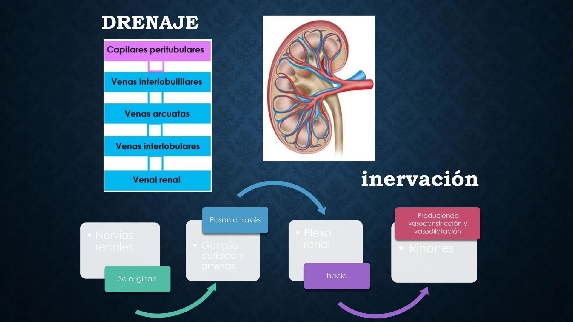 # ANATOMÍA Y FISIOLOGÍA
# RENAL
Dra. Lisek Herrera Utrera SISTEMA RENAL
•El aparato urinario o excretor es un
conjunto de órganos encargados