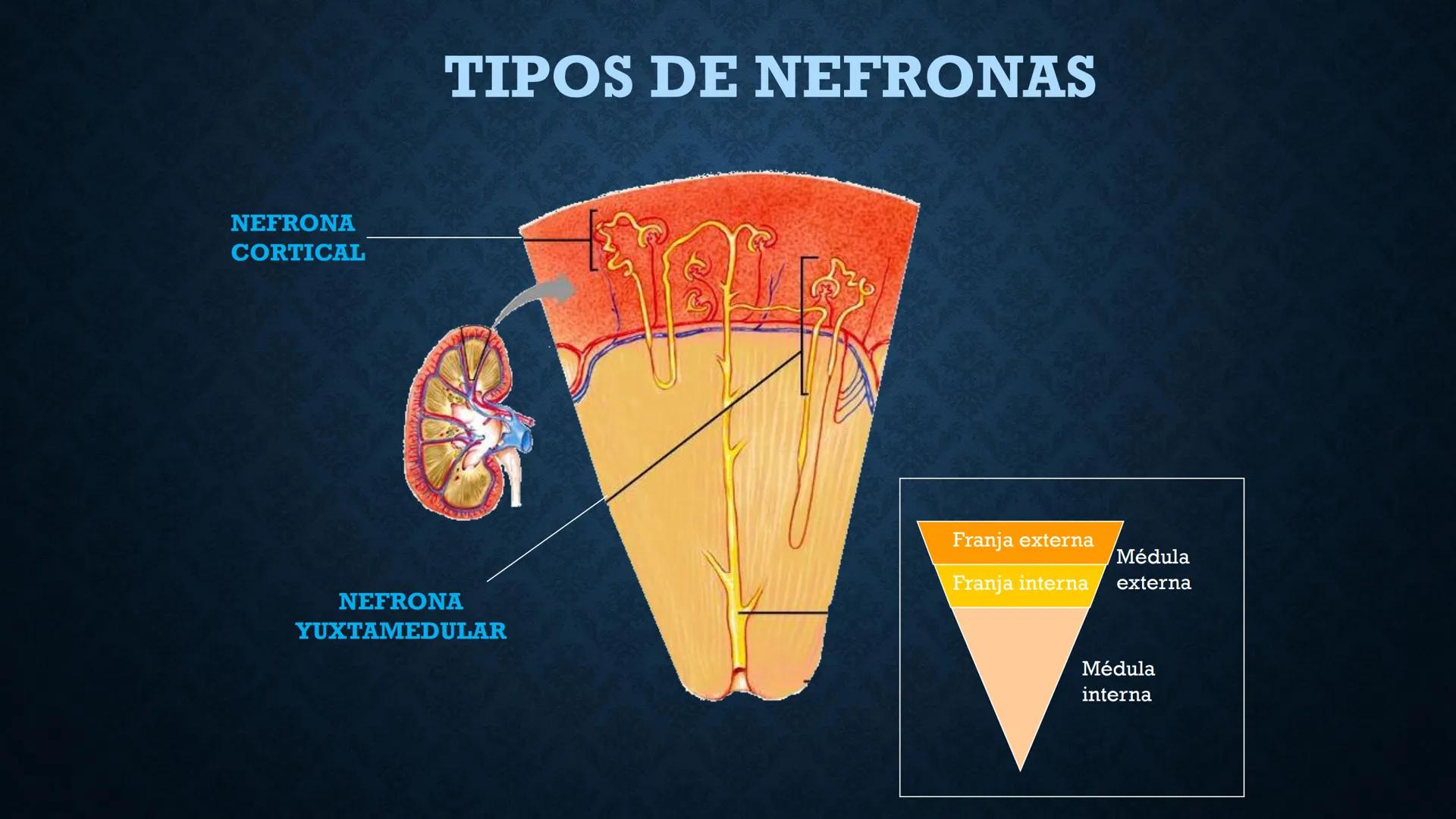 # ANATOMÍA Y FISIOLOGÍA
# RENAL
Dra. Lisek Herrera Utrera SISTEMA RENAL
•El aparato urinario o excretor es un
conjunto de órganos encargados