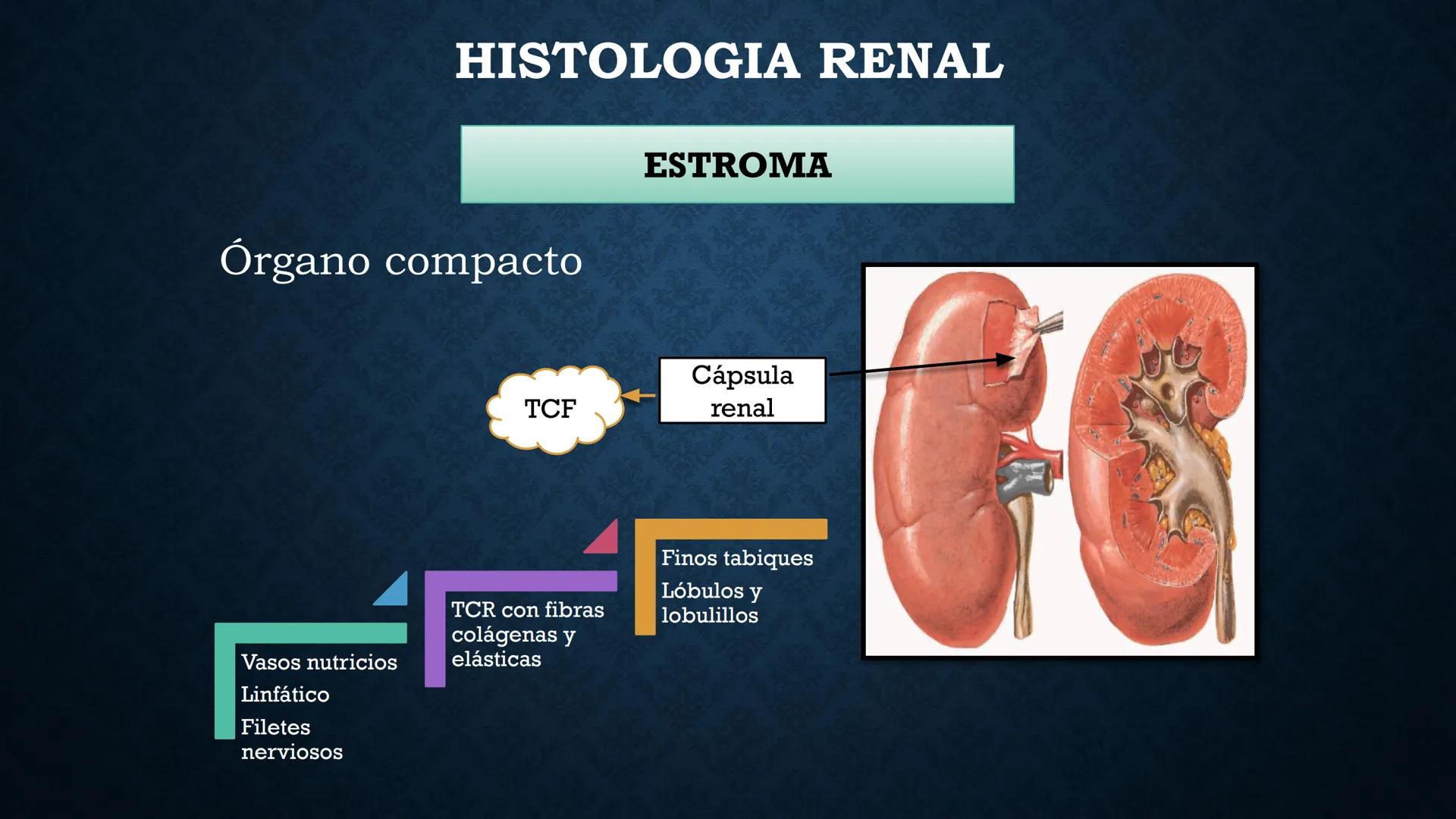 # ANATOMÍA Y FISIOLOGÍA
# RENAL
Dra. Lisek Herrera Utrera SISTEMA RENAL
•El aparato urinario o excretor es un
conjunto de órganos encargados