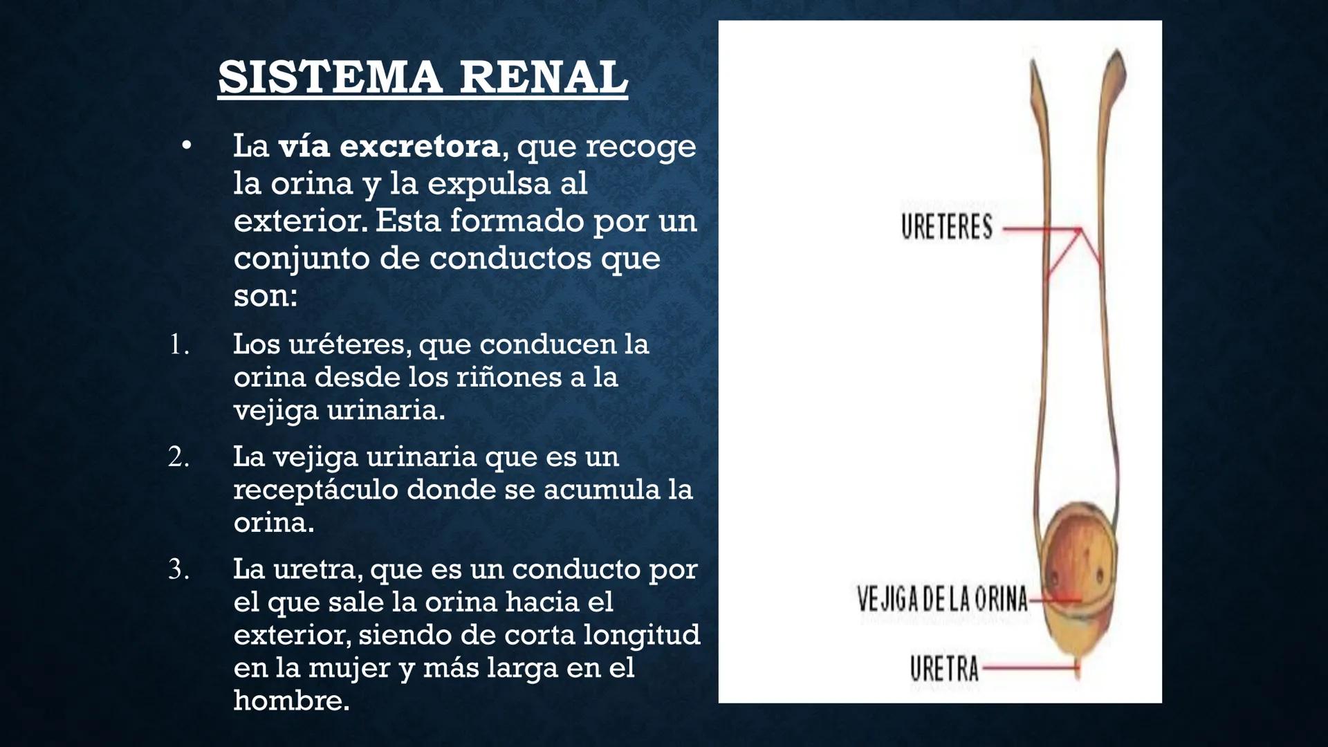 # ANATOMÍA Y FISIOLOGÍA
# RENAL
Dra. Lisek Herrera Utrera SISTEMA RENAL
•El aparato urinario o excretor es un
conjunto de órganos encargados