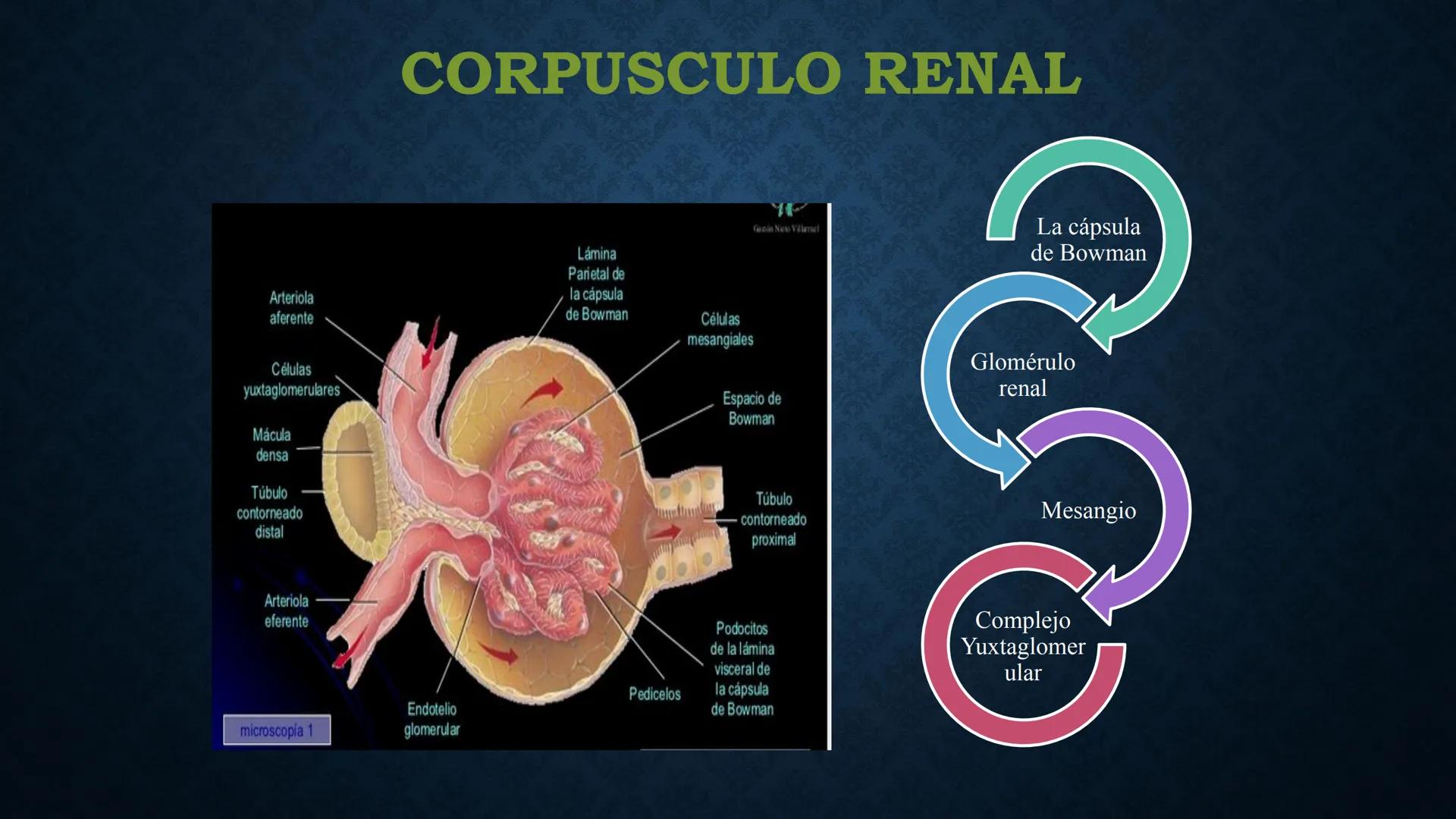 # ANATOMÍA Y FISIOLOGÍA
# RENAL
Dra. Lisek Herrera Utrera SISTEMA RENAL
•El aparato urinario o excretor es un
conjunto de órganos encargados