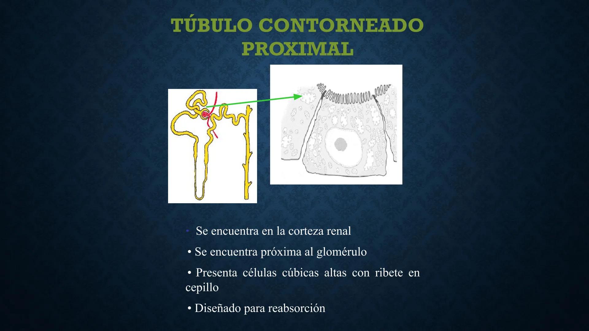 # ANATOMÍA Y FISIOLOGÍA
# RENAL
Dra. Lisek Herrera Utrera SISTEMA RENAL
•El aparato urinario o excretor es un
conjunto de órganos encargados