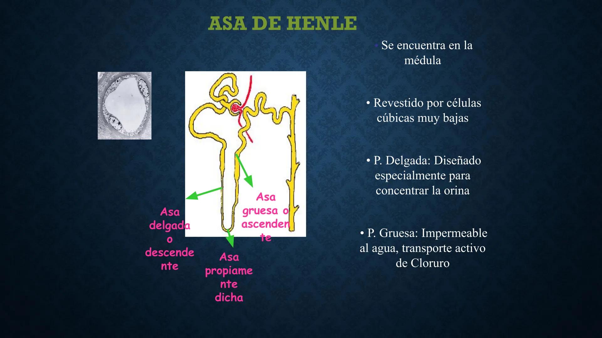 # ANATOMÍA Y FISIOLOGÍA
# RENAL
Dra. Lisek Herrera Utrera SISTEMA RENAL
•El aparato urinario o excretor es un
conjunto de órganos encargados