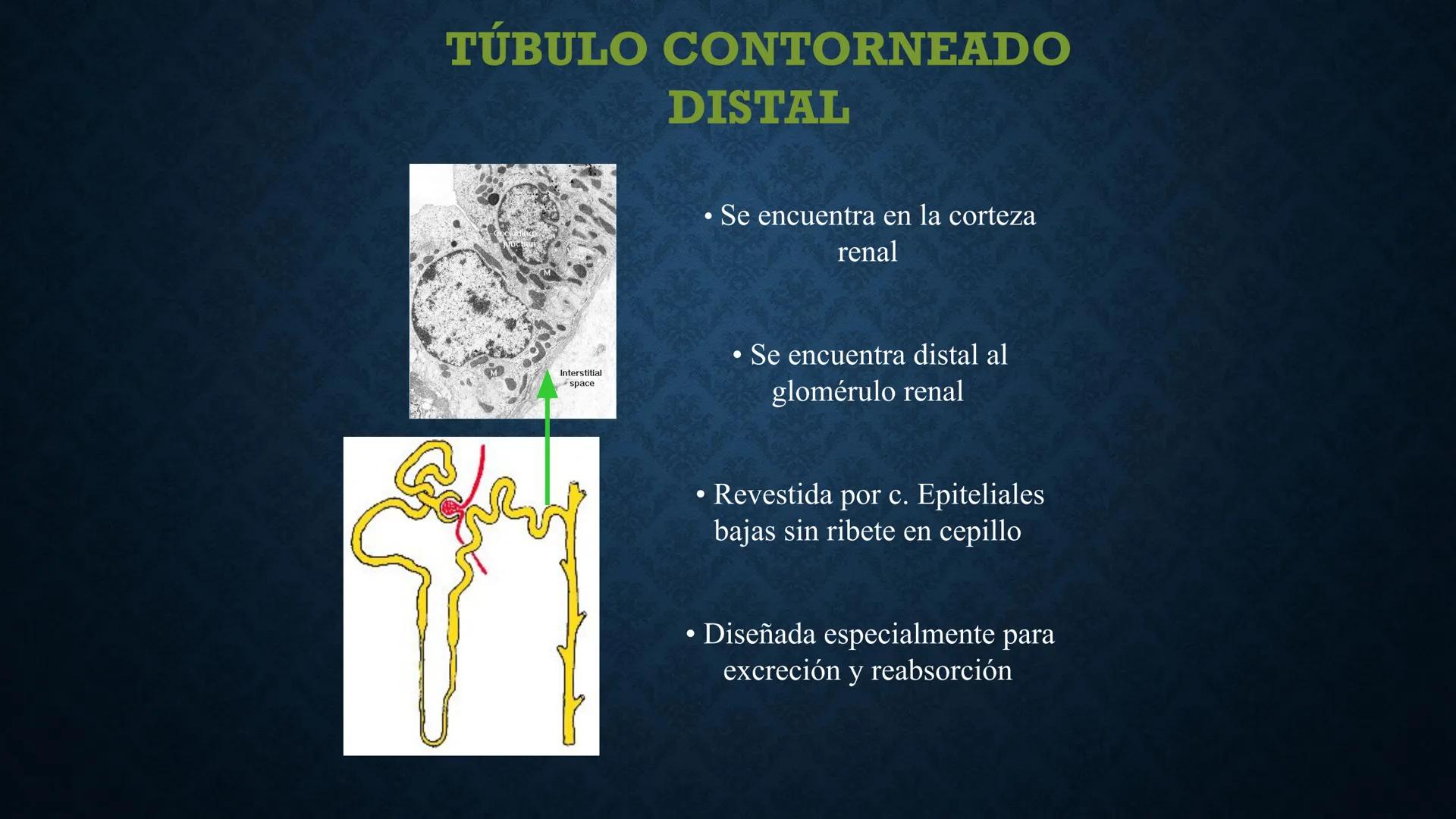 # ANATOMÍA Y FISIOLOGÍA
# RENAL
Dra. Lisek Herrera Utrera SISTEMA RENAL
•El aparato urinario o excretor es un
conjunto de órganos encargados