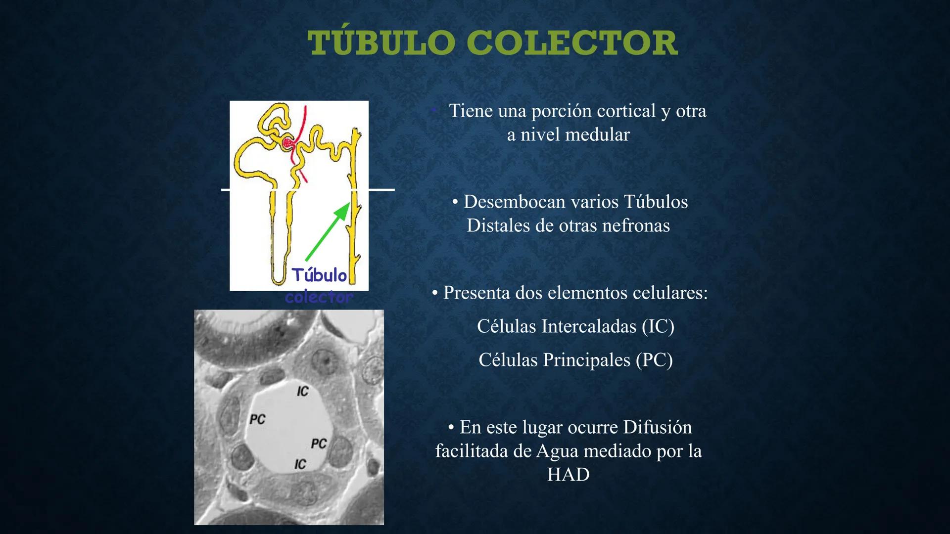 # ANATOMÍA Y FISIOLOGÍA
# RENAL
Dra. Lisek Herrera Utrera SISTEMA RENAL
•El aparato urinario o excretor es un
conjunto de órganos encargados