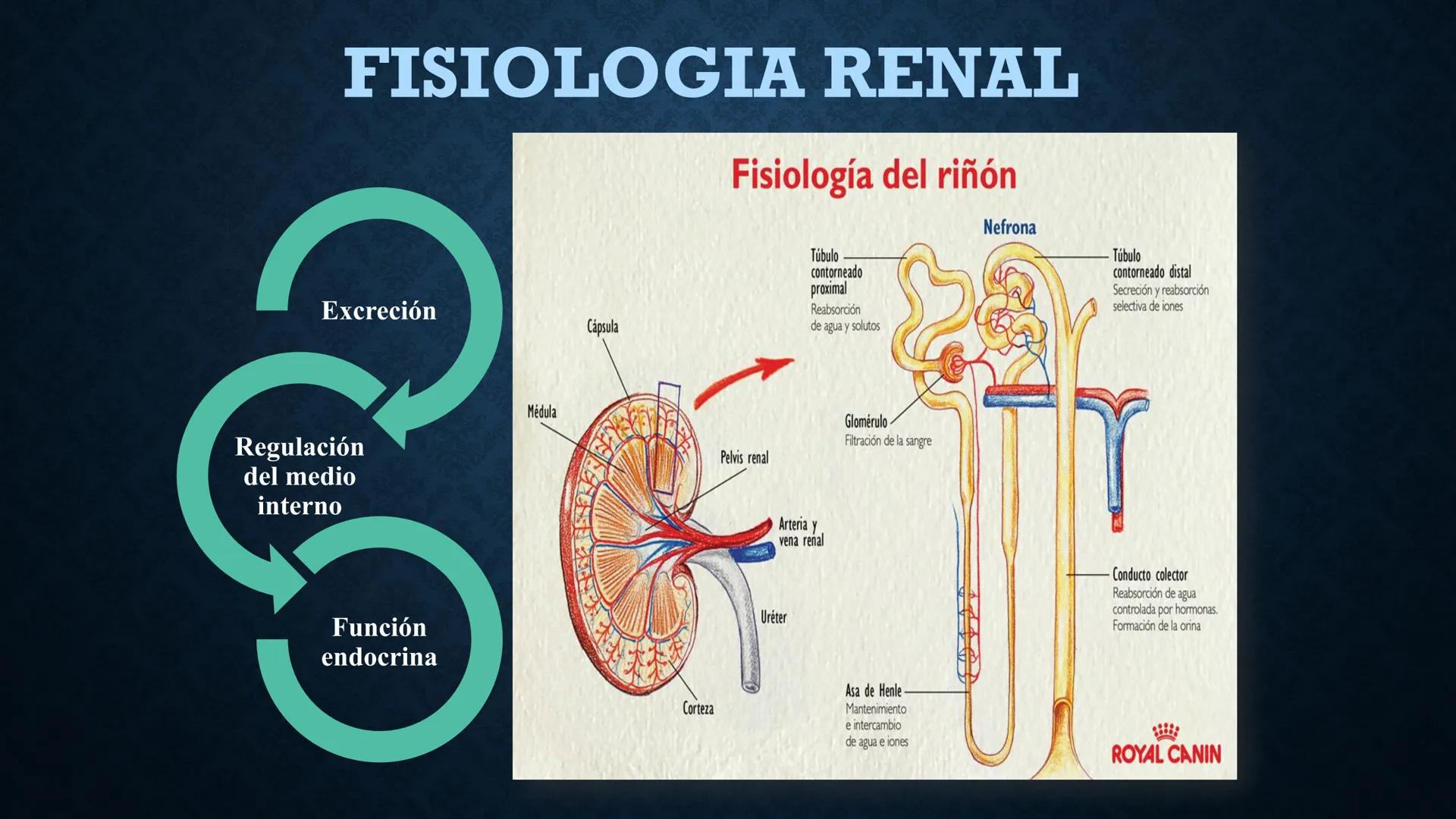 # ANATOMÍA Y FISIOLOGÍA
# RENAL
Dra. Lisek Herrera Utrera SISTEMA RENAL
•El aparato urinario o excretor es un
conjunto de órganos encargados